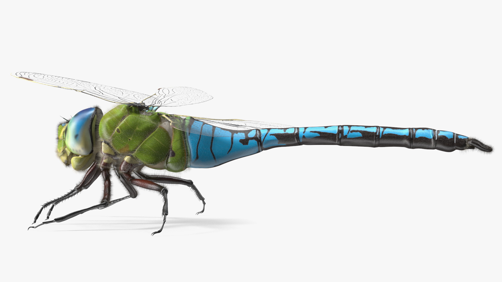 3D Dragonfly Fur model