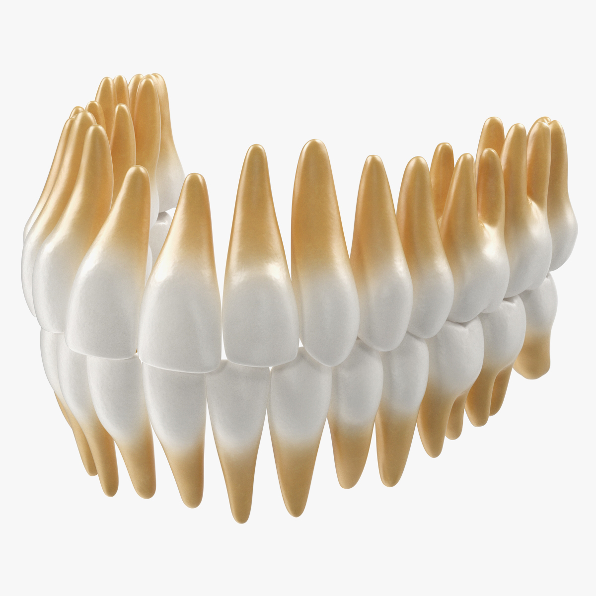 Teeths Medical 3D Model