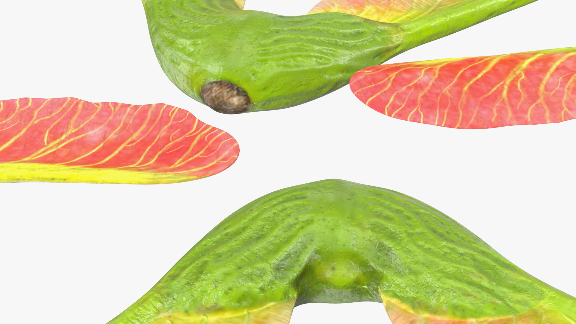 3D Pink Maple Seeds