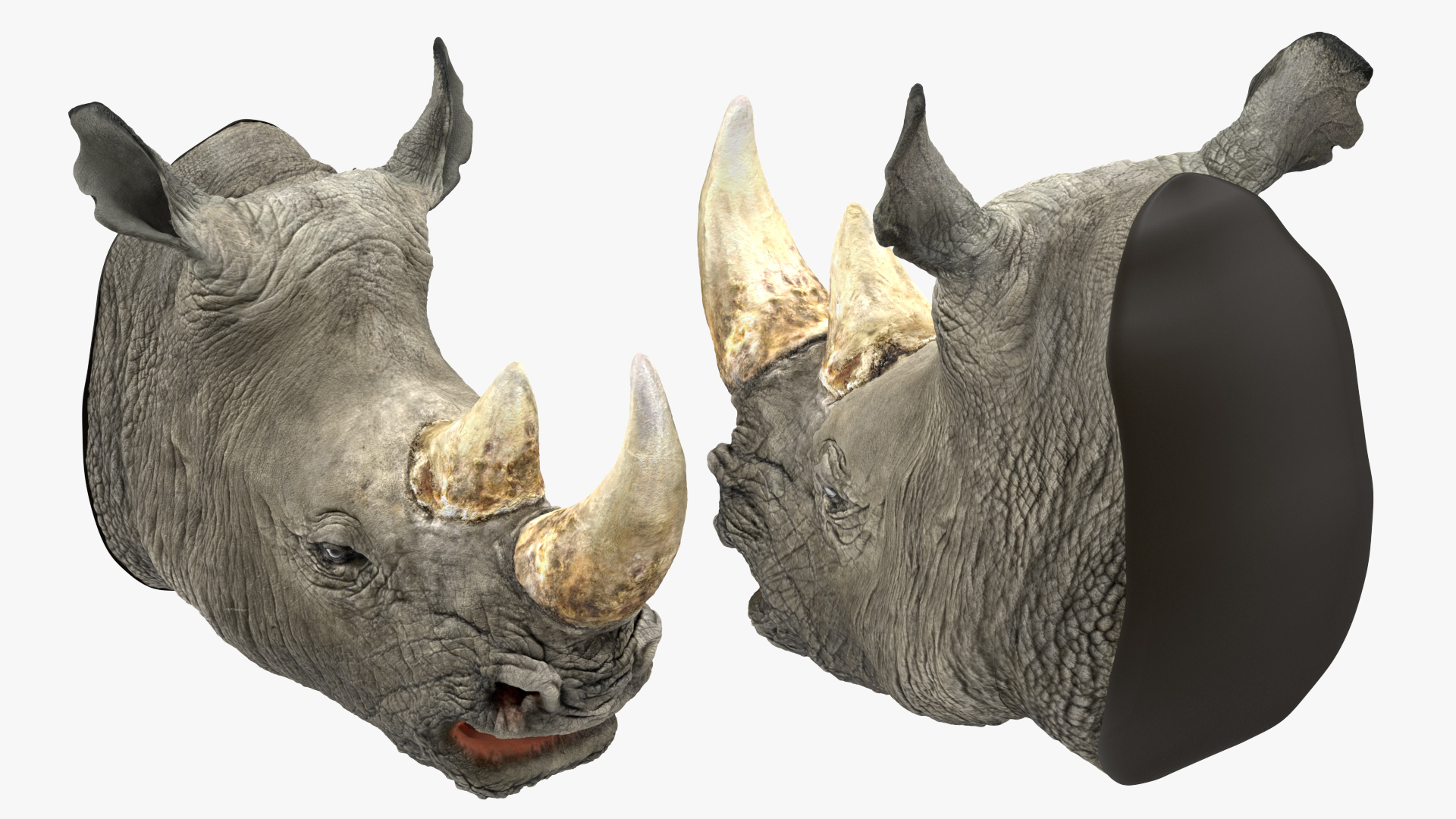 3D model Rhino Head