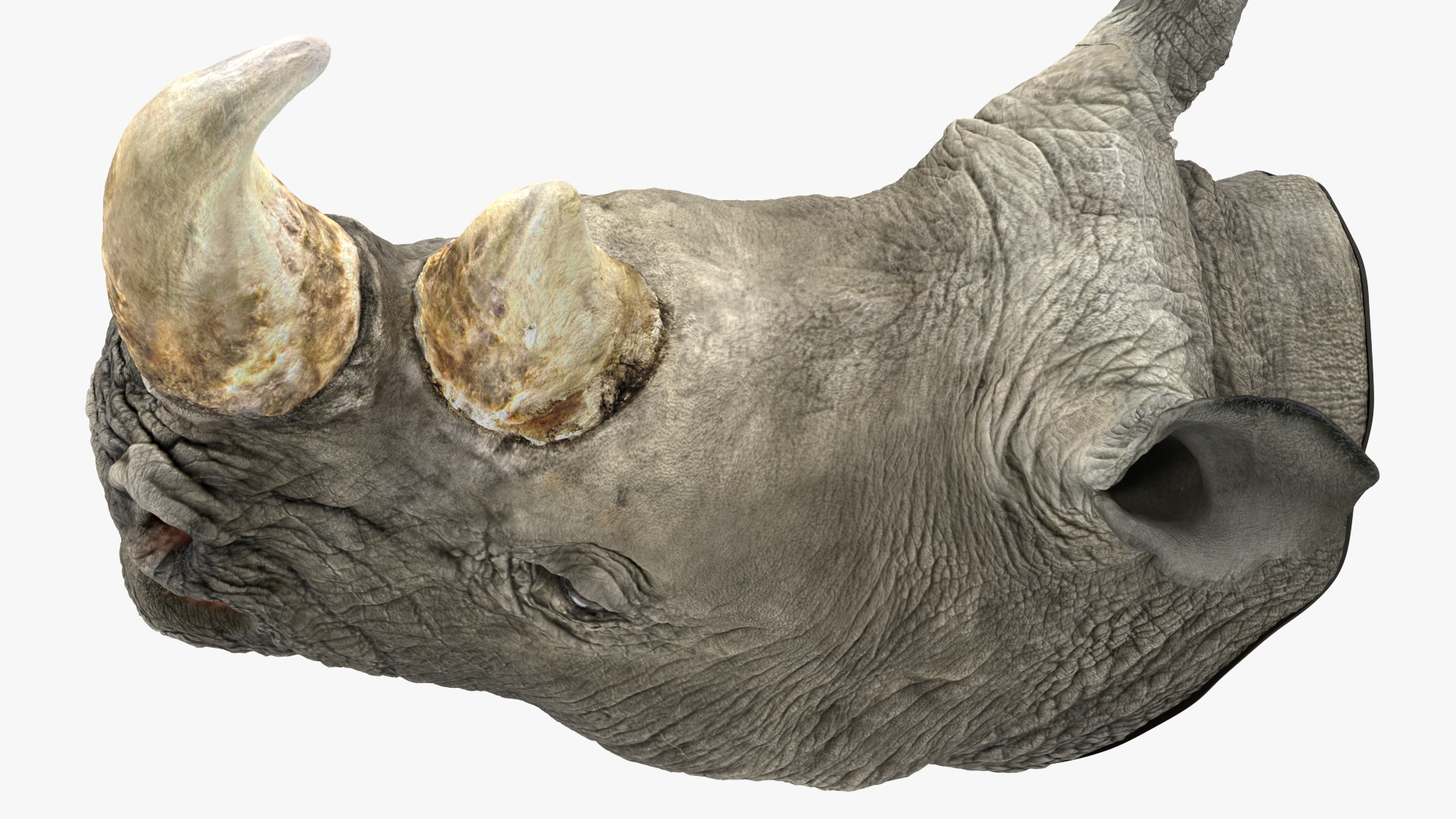 3D model Rhino Head