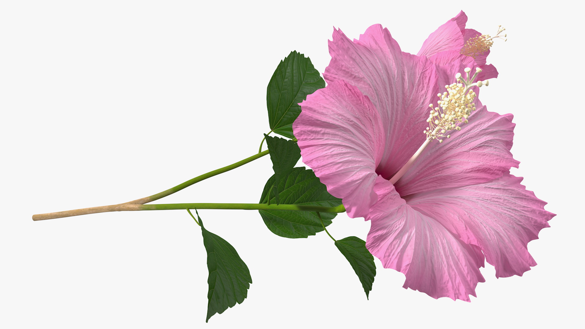 3D Flowering Hibiscus Stem Pink model
