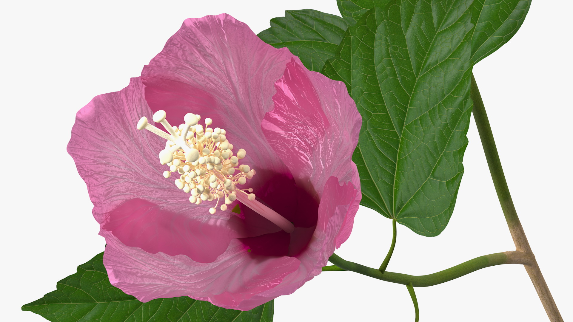 3D Flowering Hibiscus Stem Pink model