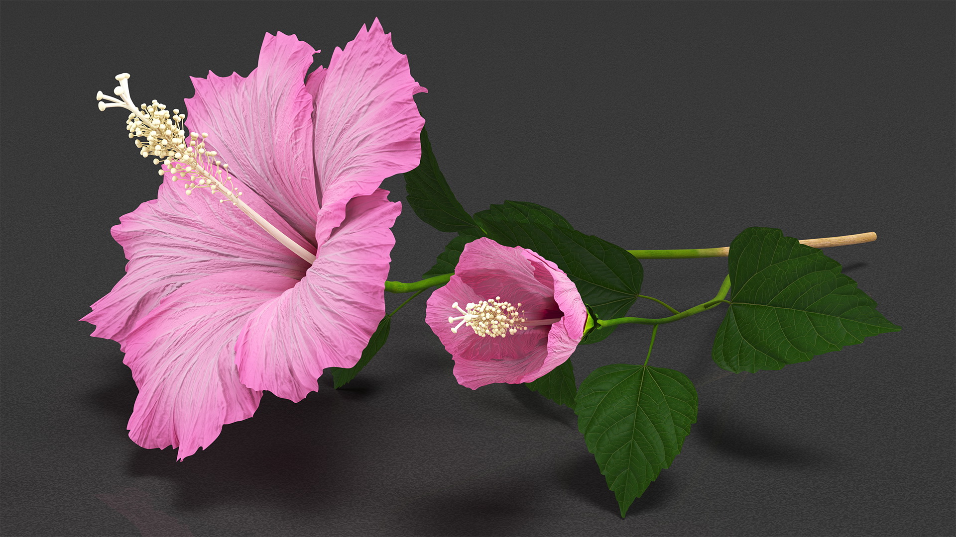 3D Flowering Hibiscus Stem Pink model