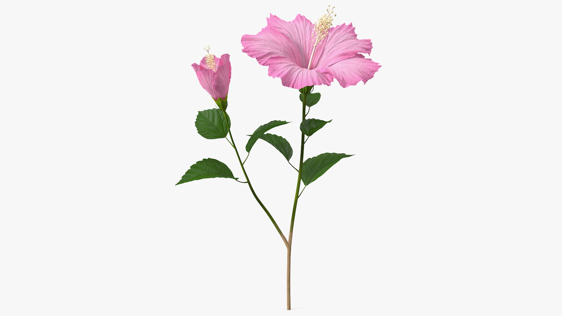 3D Flowering Hibiscus Stem Pink model