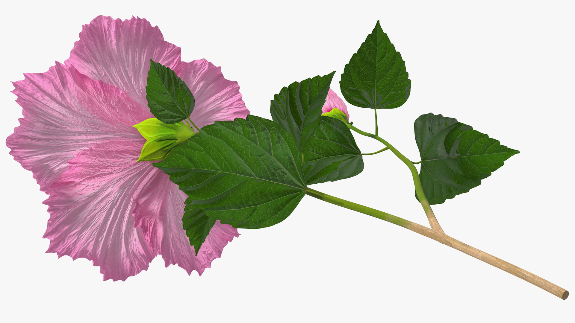 3D Flowering Hibiscus Stem Pink model