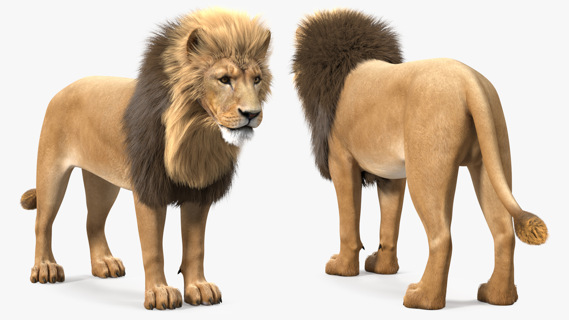 3D Male Lion Fur model