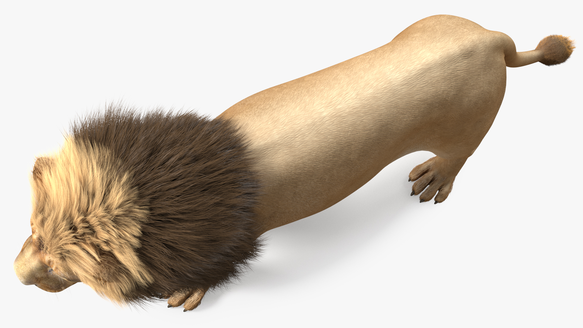 3D Male Lion Fur model