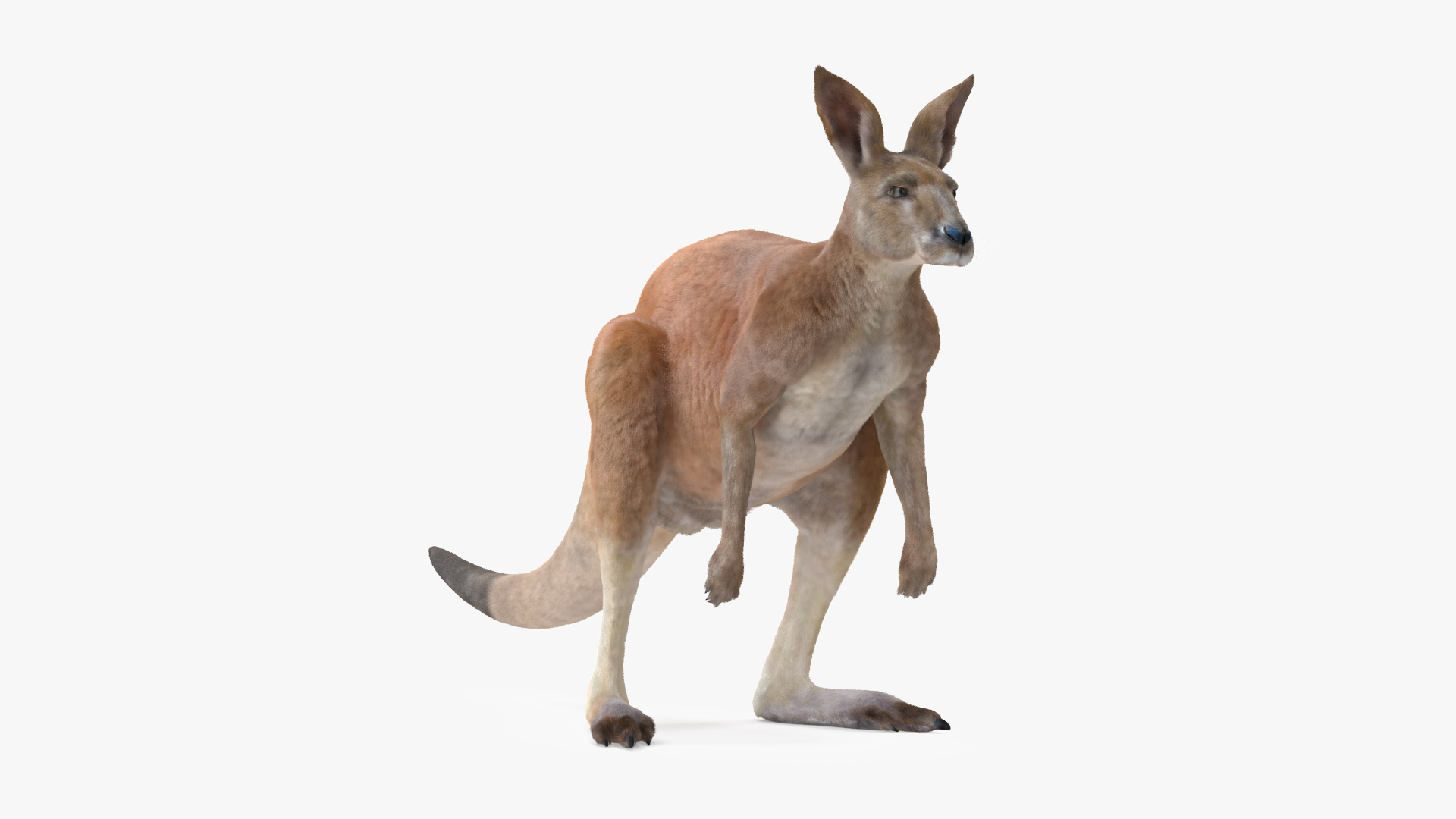 Kangaroo Fur 3D