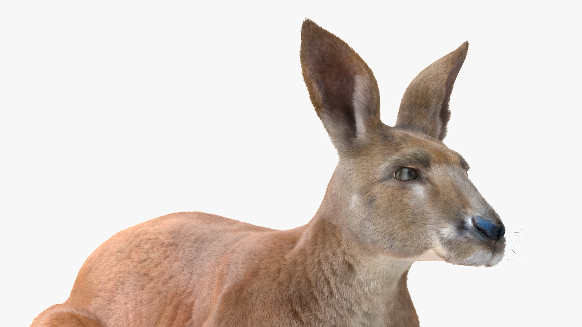Kangaroo Fur 3D