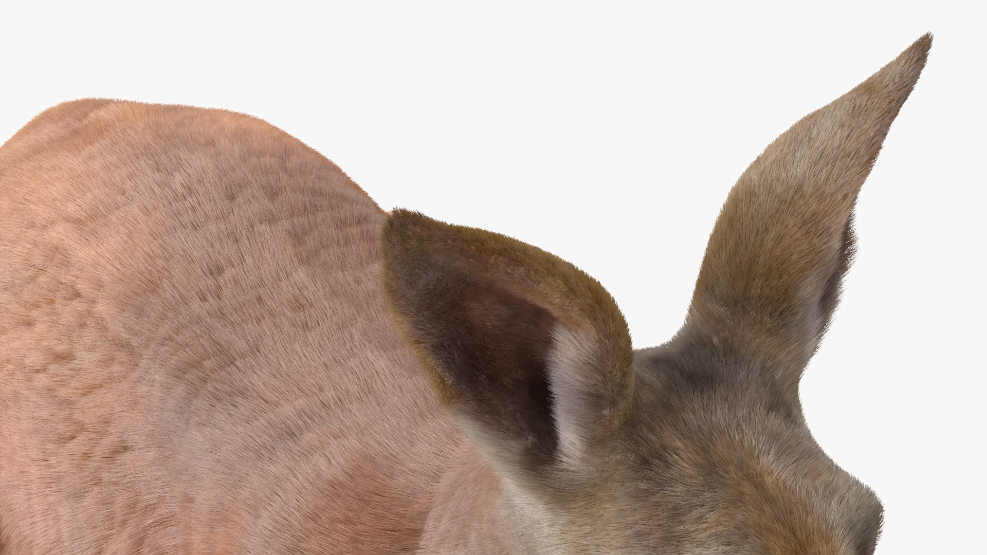 Kangaroo Fur 3D