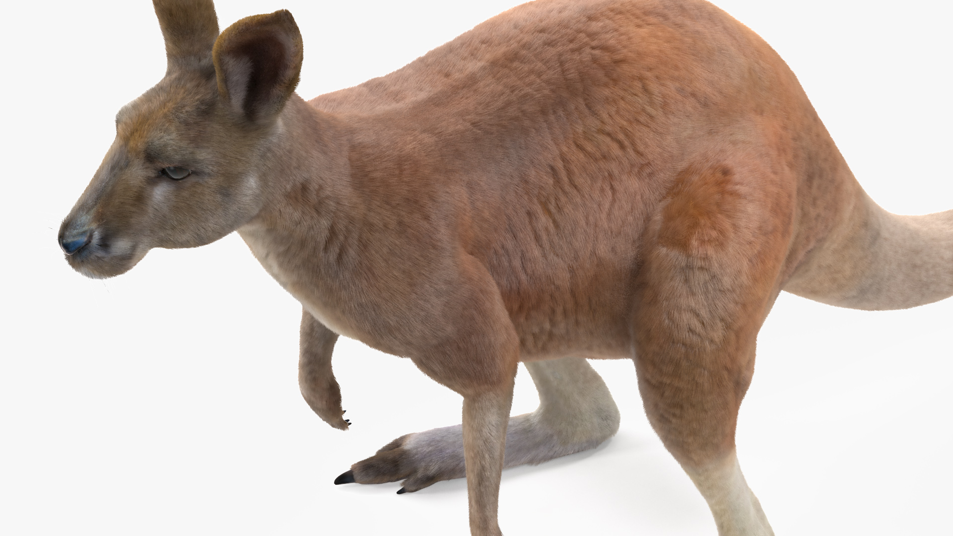 Kangaroo Fur 3D