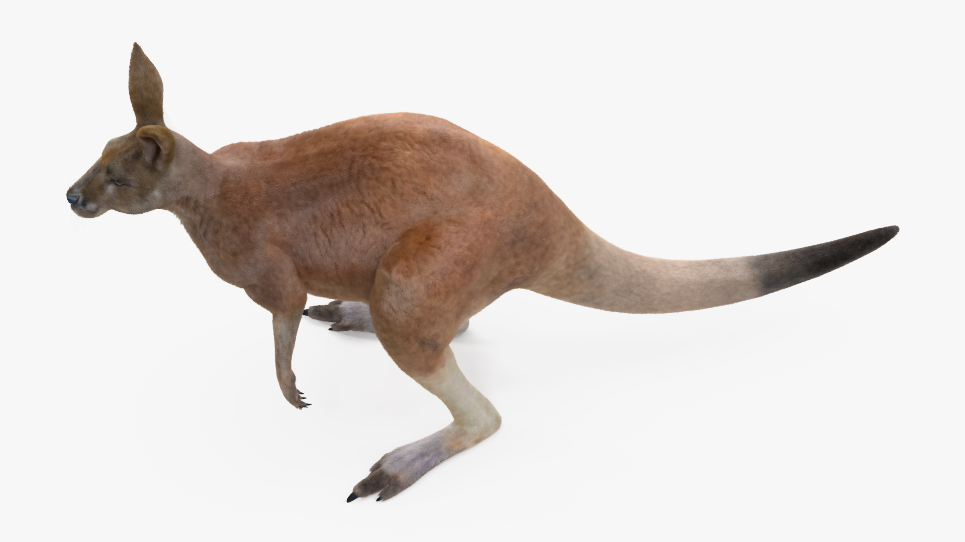 Kangaroo Fur 3D