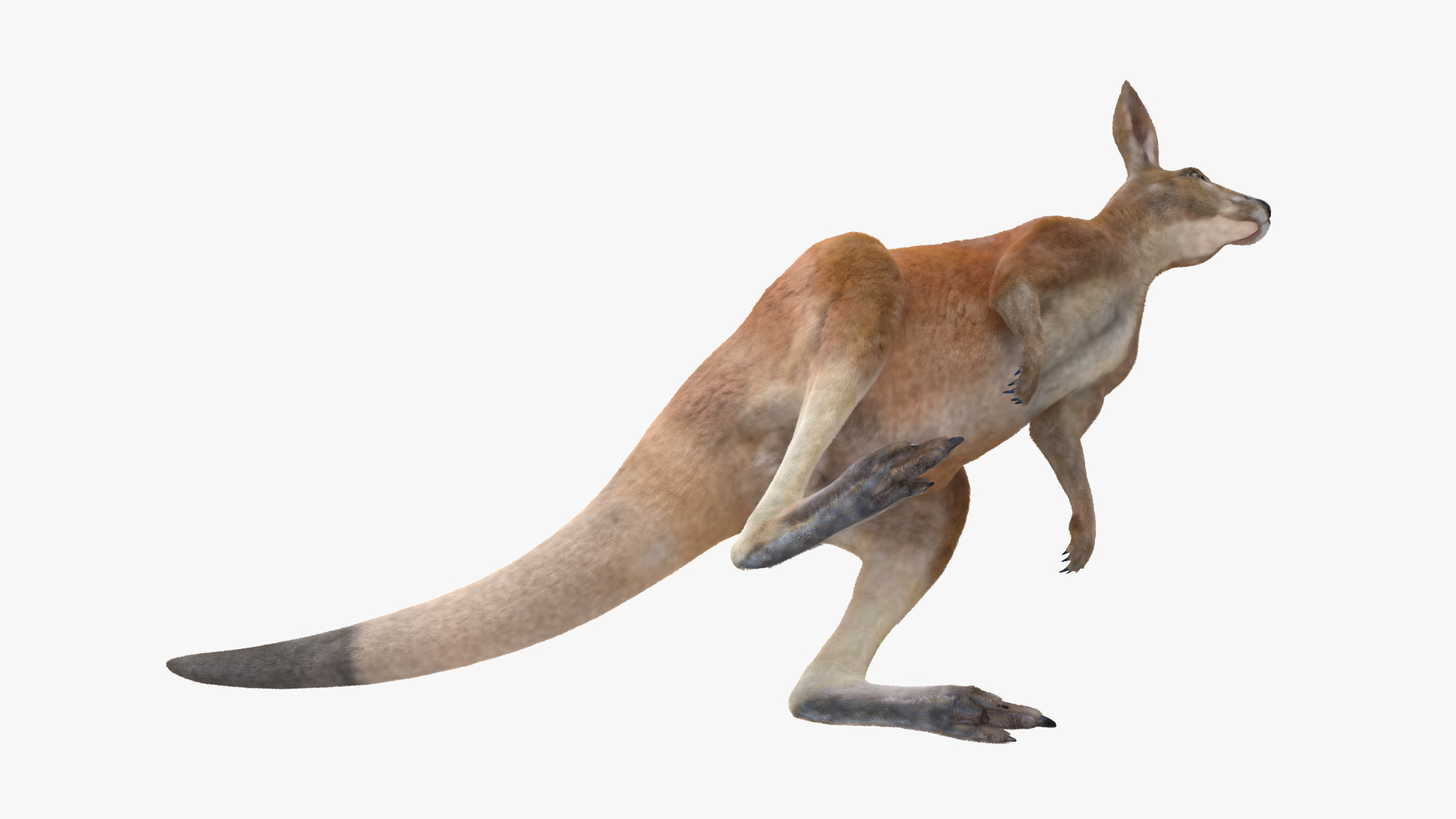 Kangaroo Fur 3D