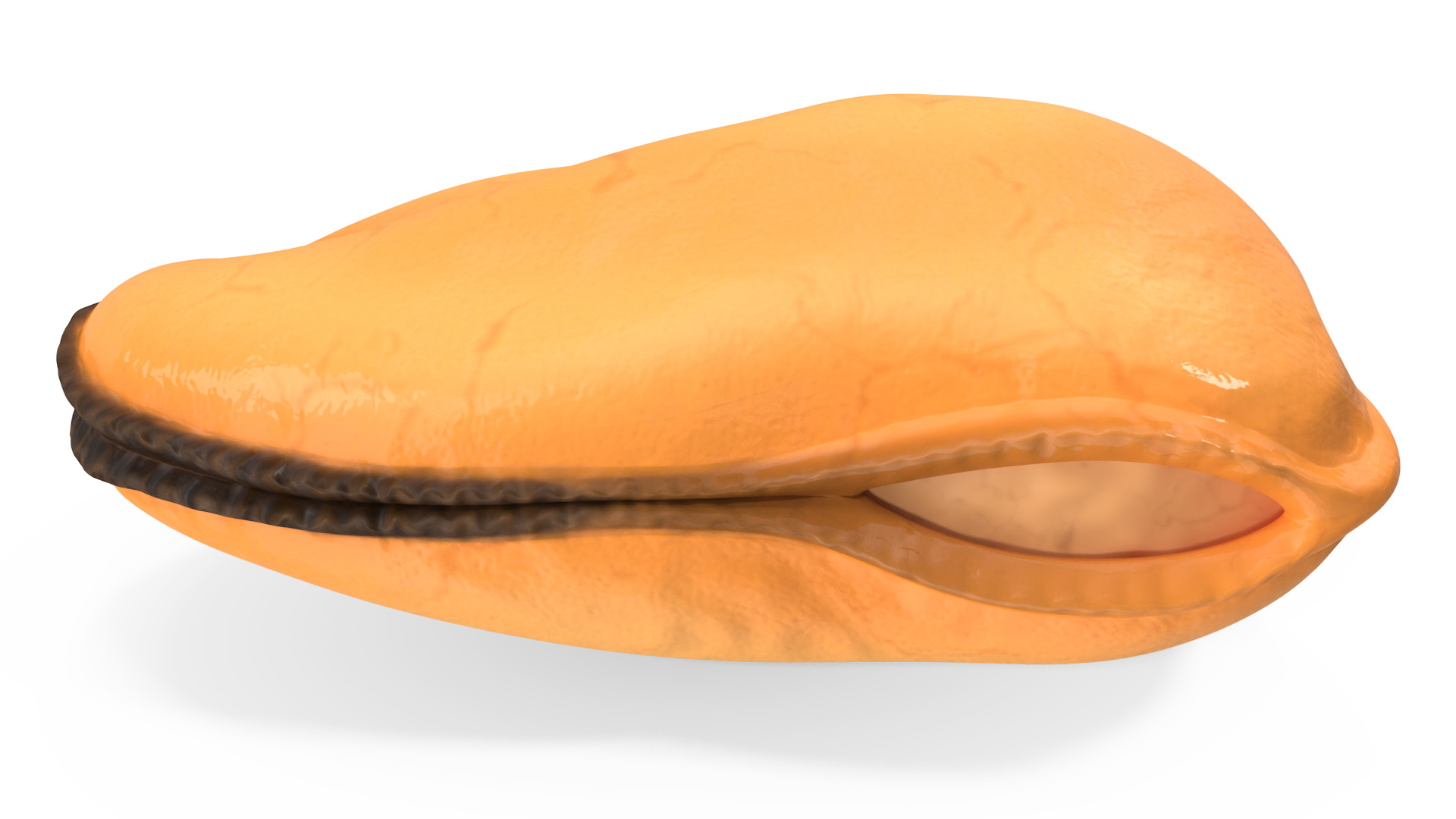 3D Boiled Cleaned Mussel