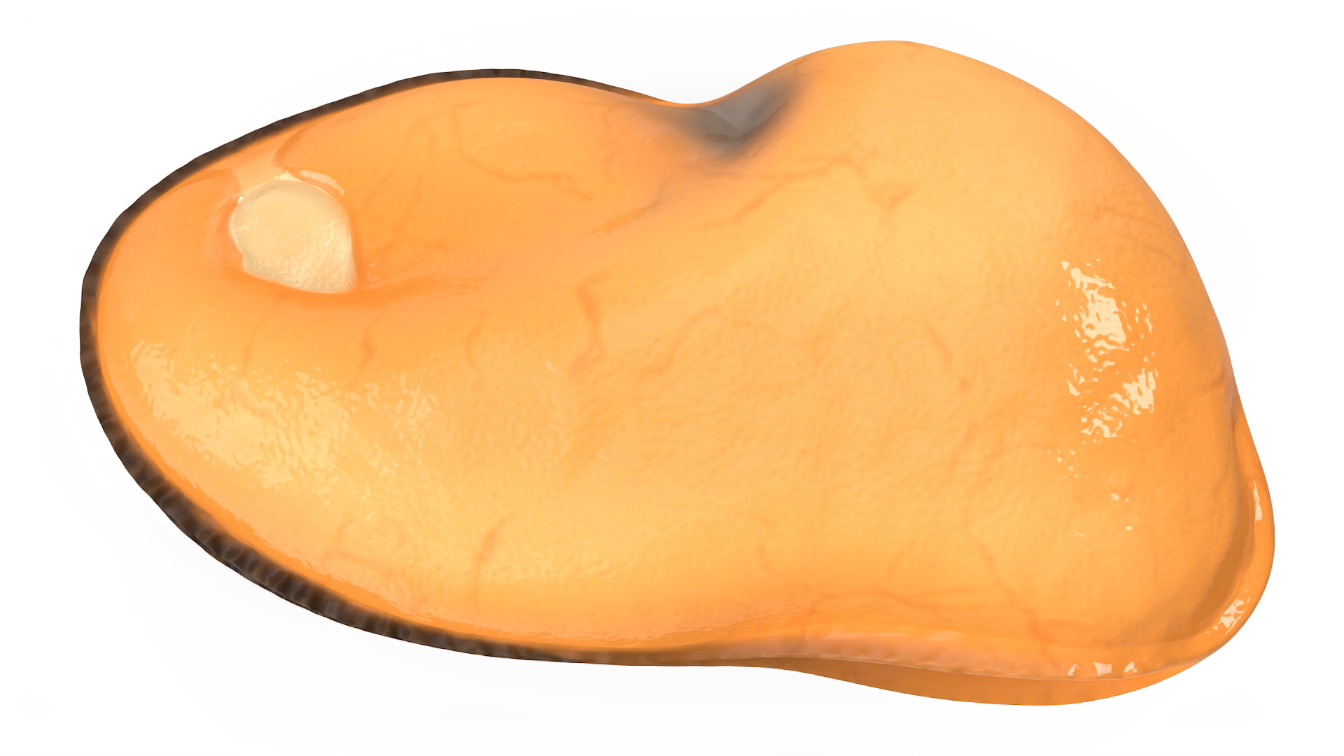 3D Boiled Cleaned Mussel