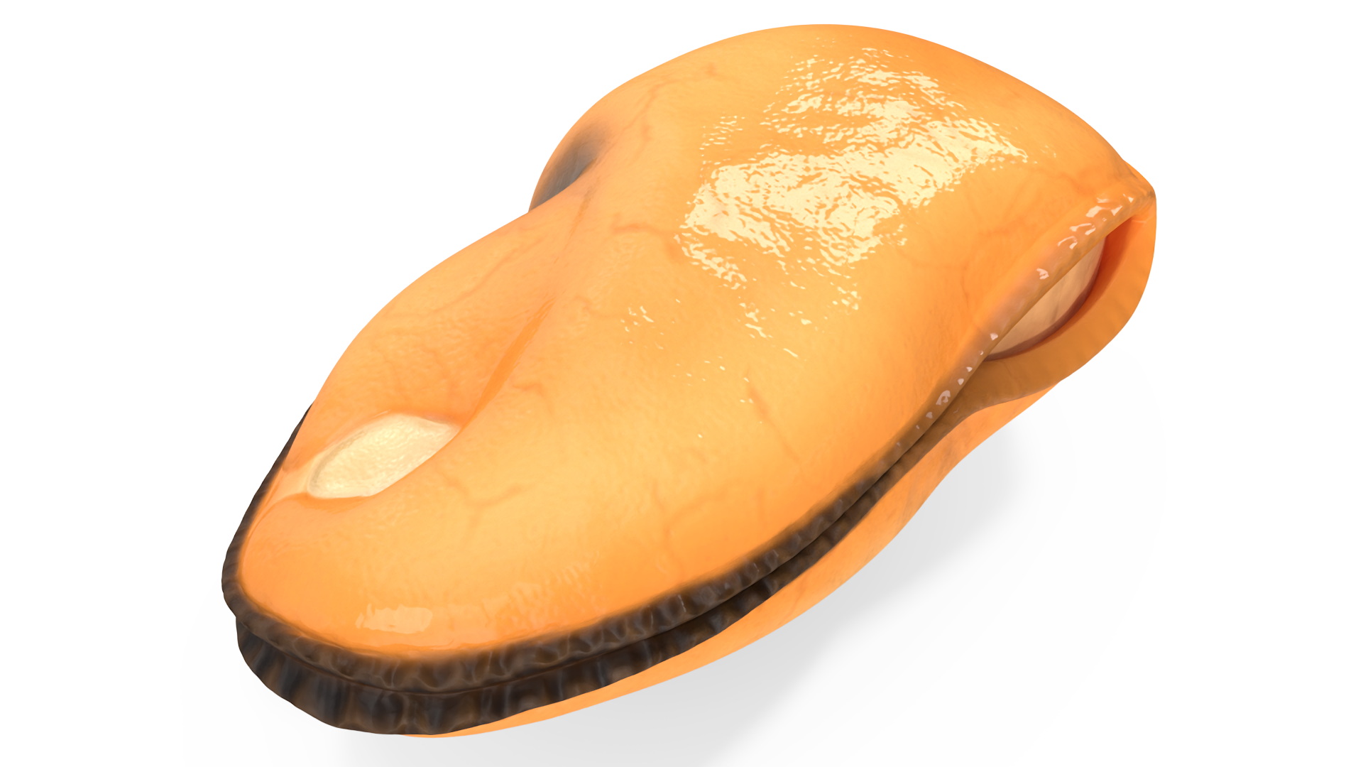3D Boiled Cleaned Mussel