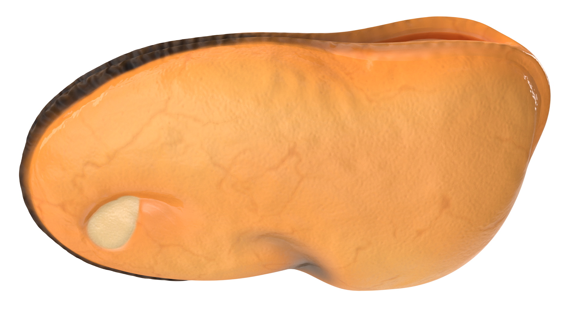 3D Boiled Cleaned Mussel