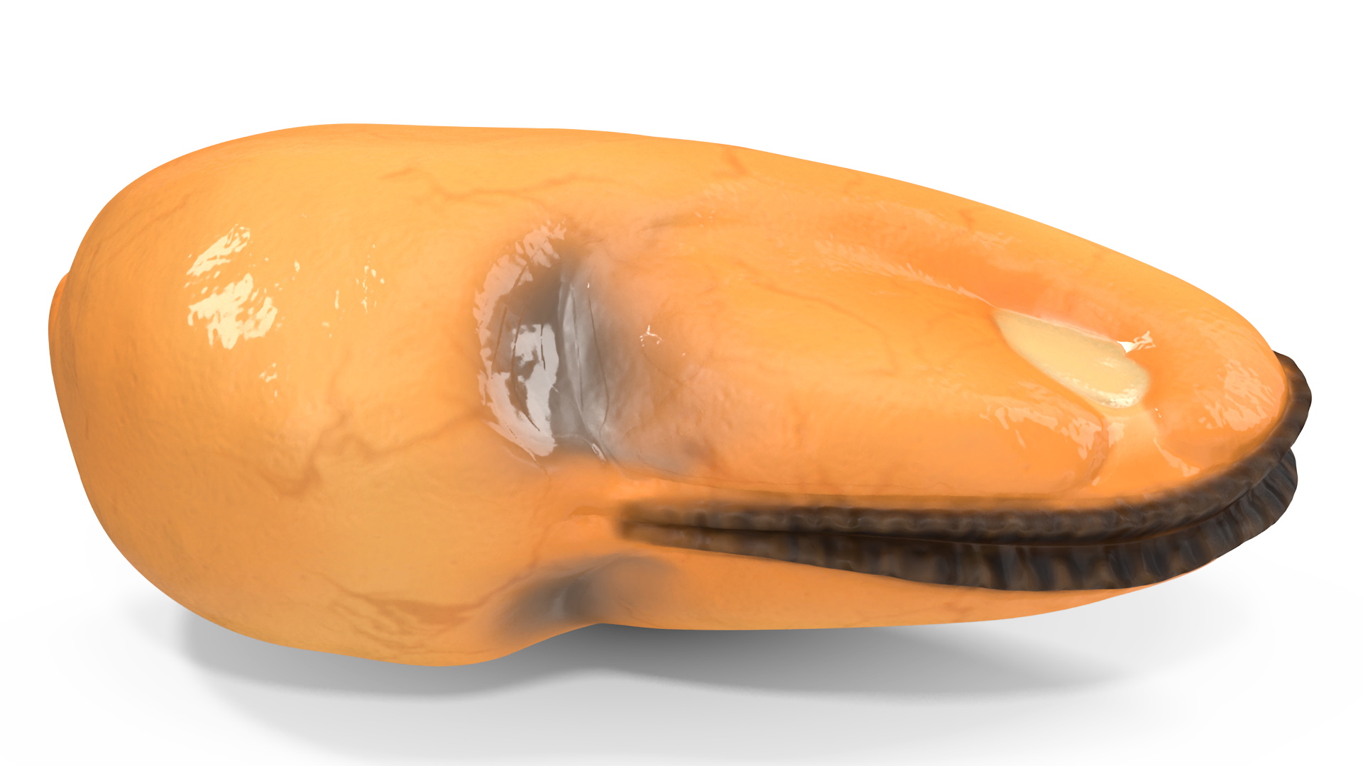 3D Boiled Cleaned Mussel