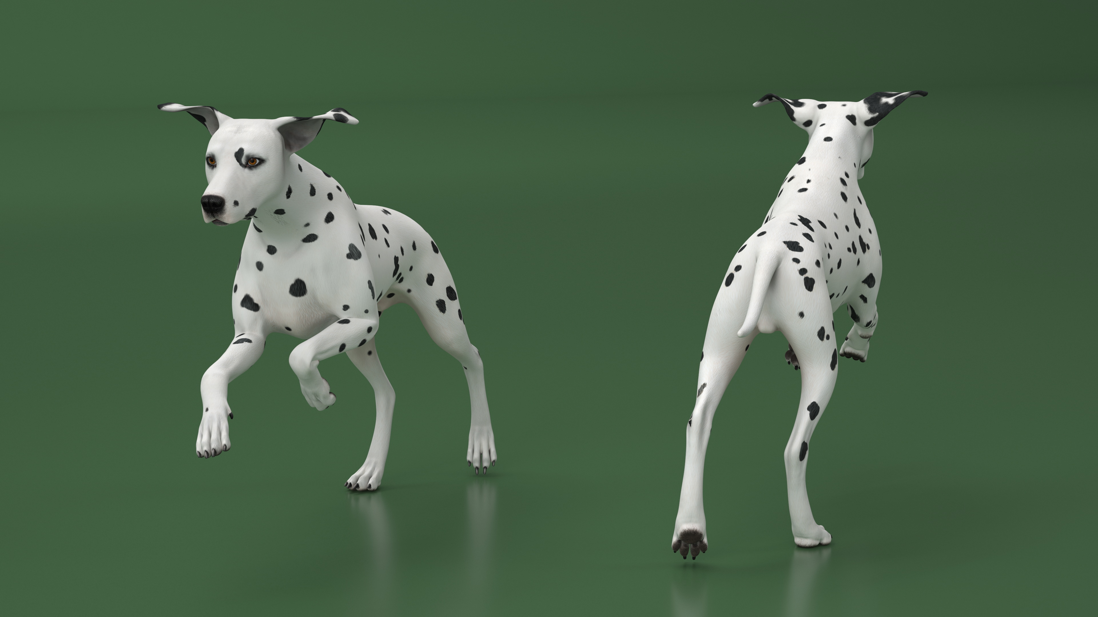 3D Running Dalmatian Dog