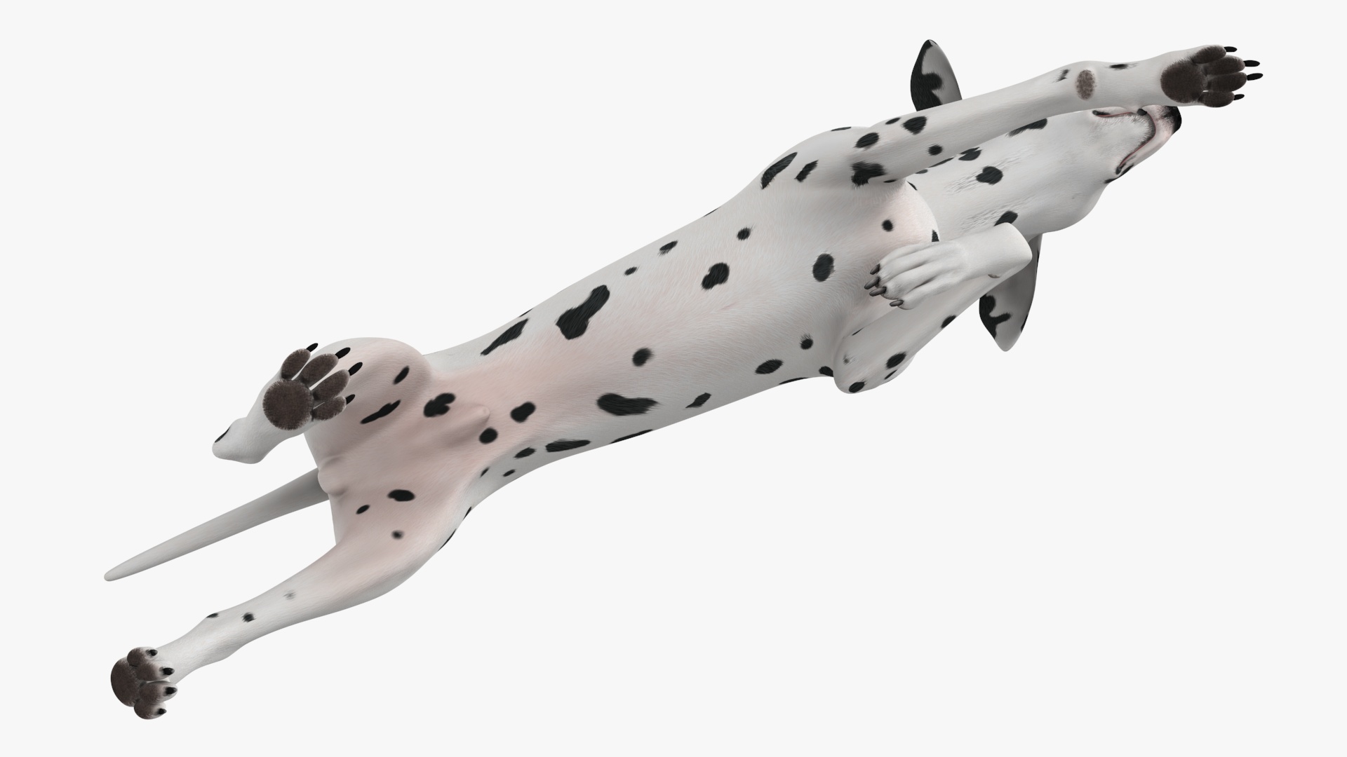 3D Running Dalmatian Dog