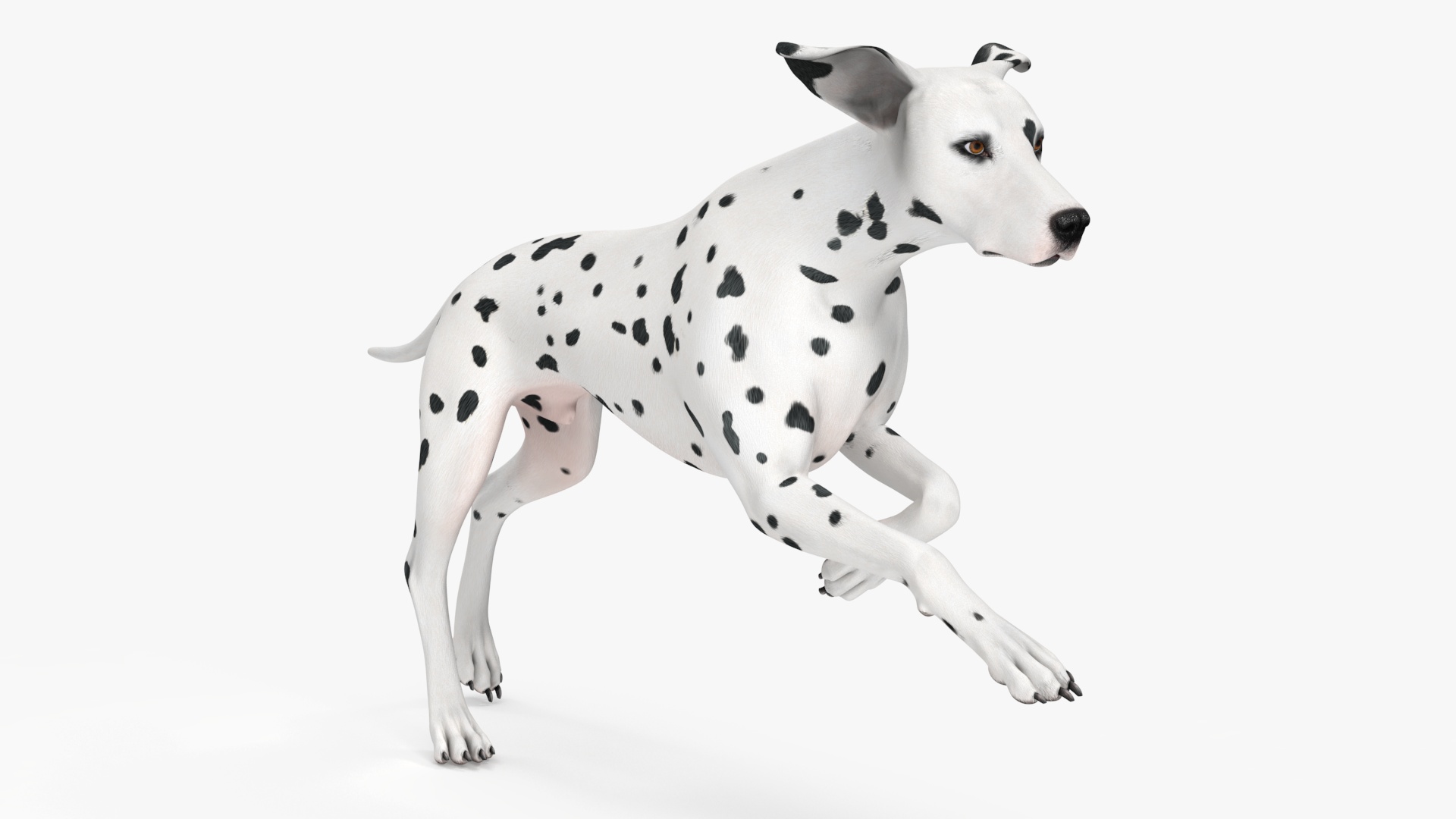 3D Running Dalmatian Dog