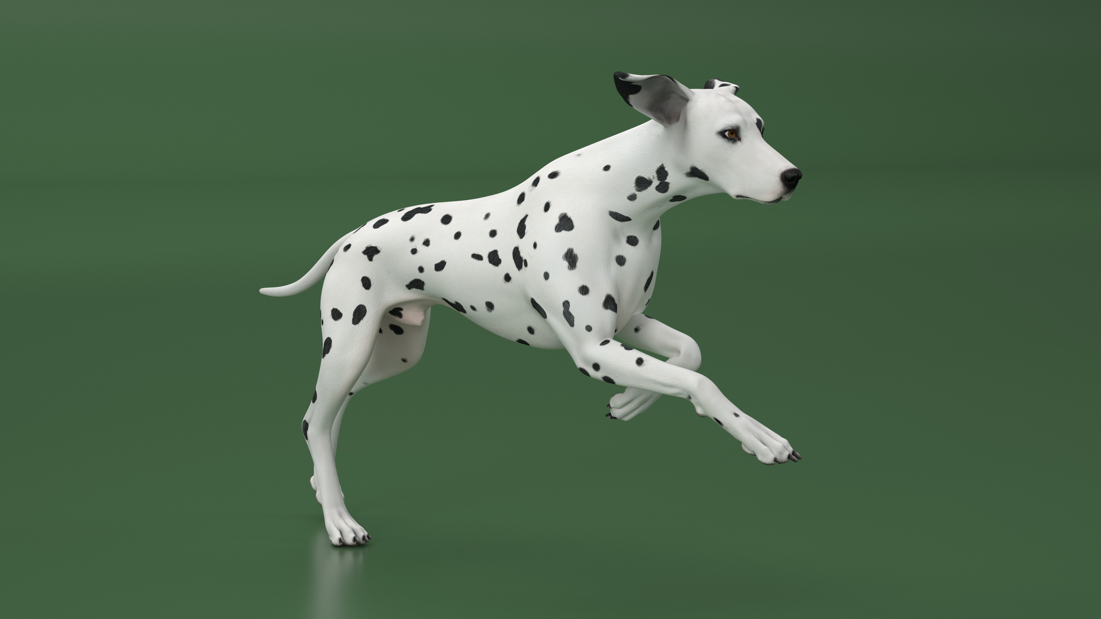 3D Running Dalmatian Dog