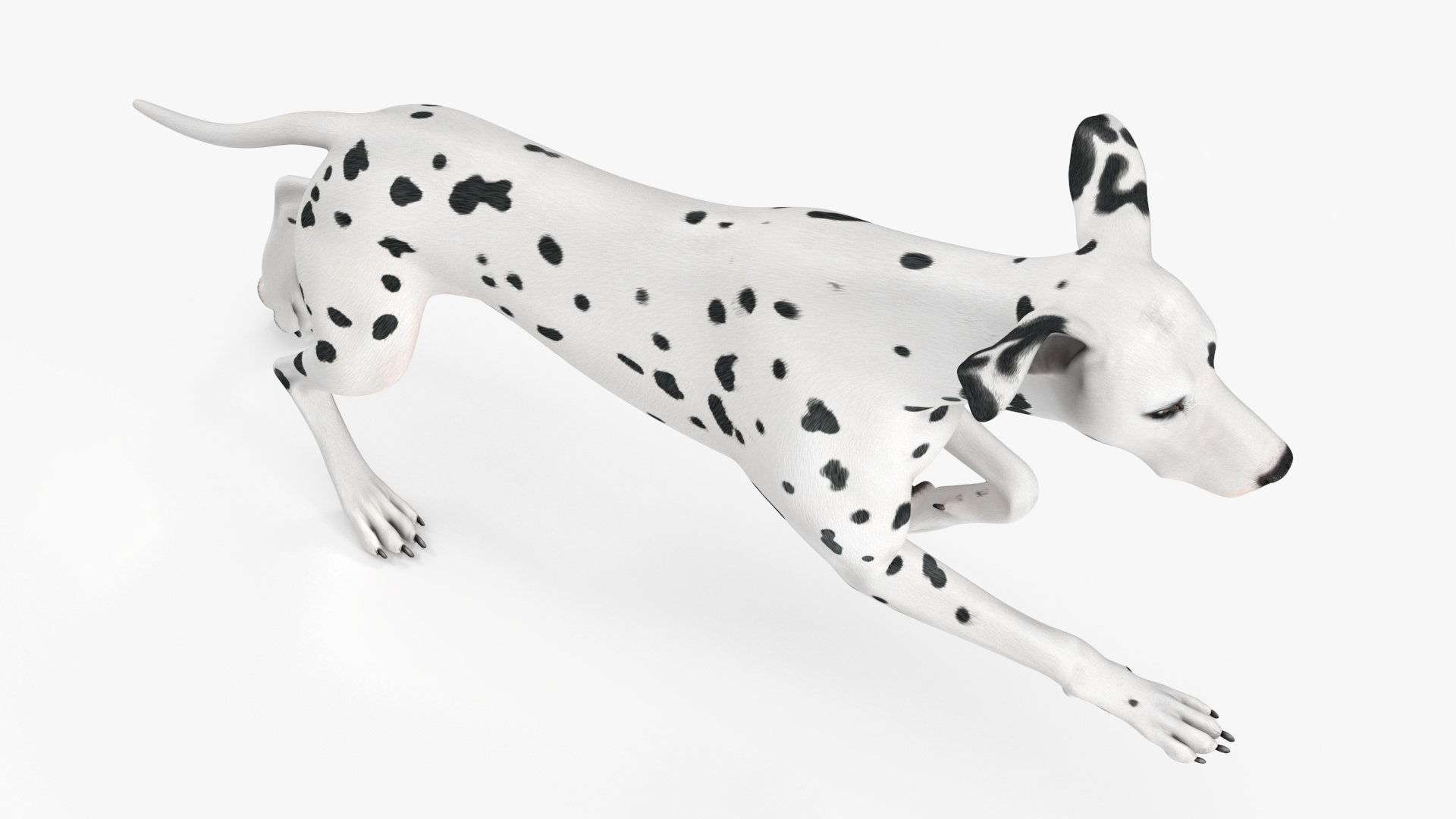 3D Running Dalmatian Dog