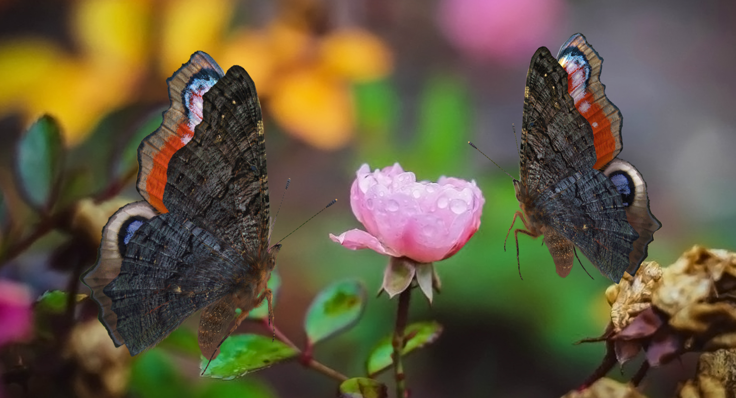 3D Peacock Butterfly or Aglais io Flying Pose with Fur