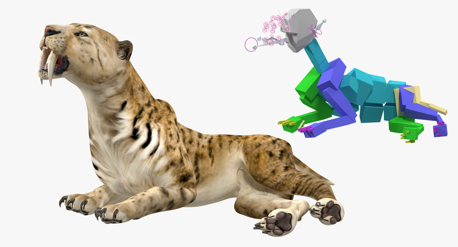 Saber Tooth Tiger Rigged 3D model