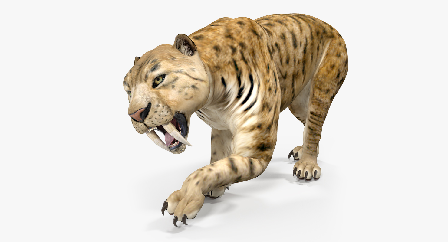 Saber Tooth Tiger Rigged 3D model