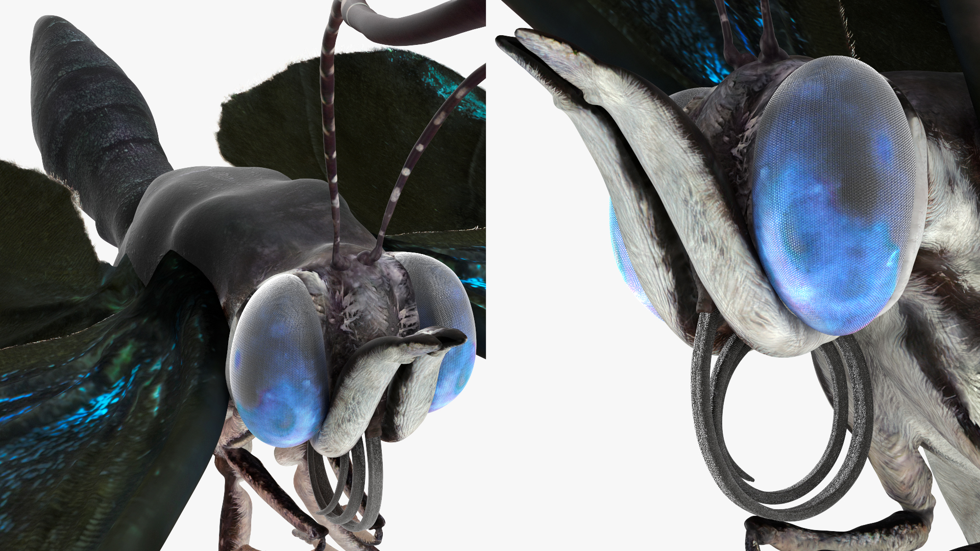 3D model Animated Diaethria Clymena Flight Rigged