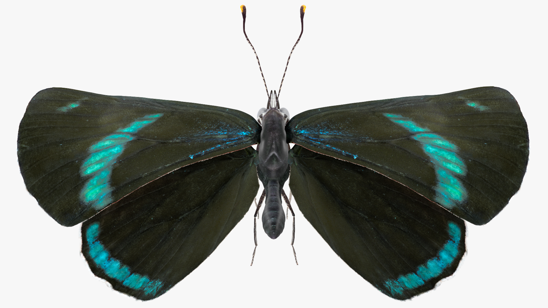 3D model Animated Diaethria Clymena Flight Rigged