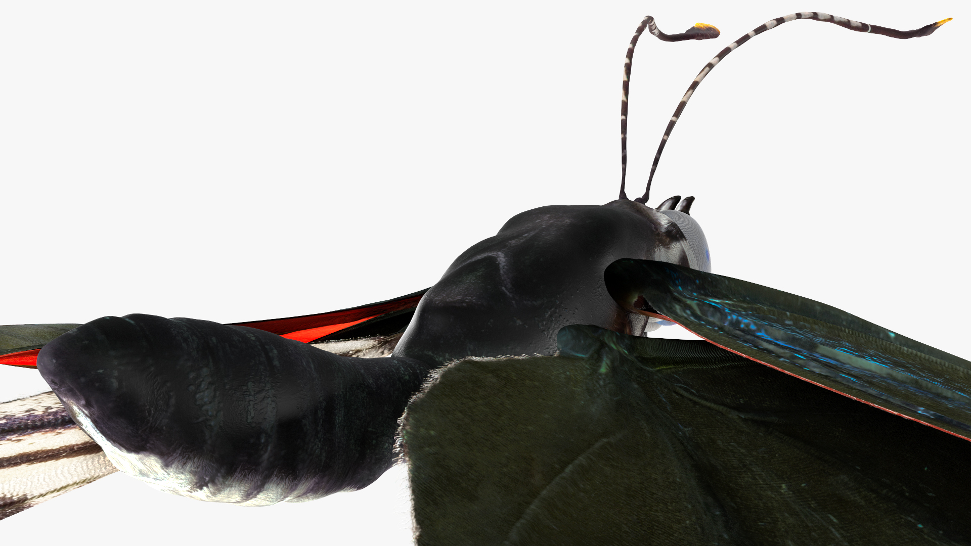 3D model Animated Diaethria Clymena Flight Rigged