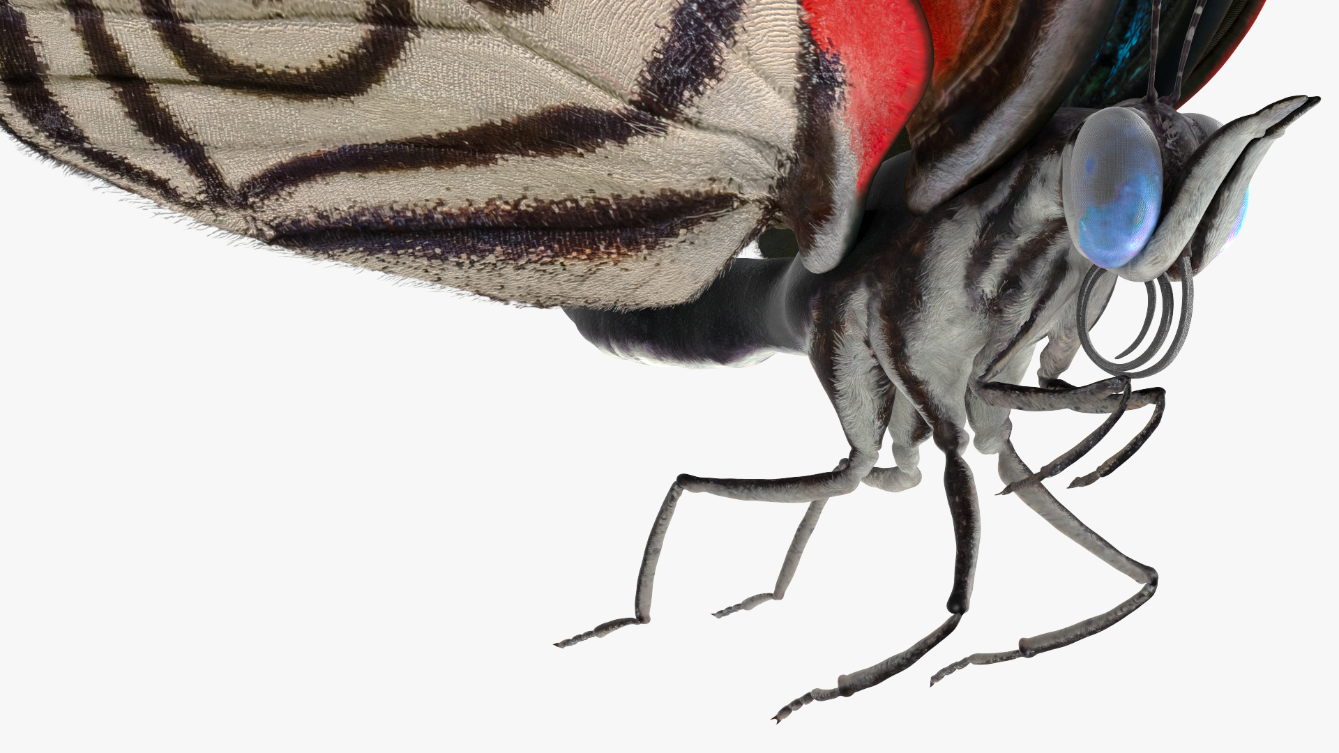 3D model Animated Diaethria Clymena Flight Rigged