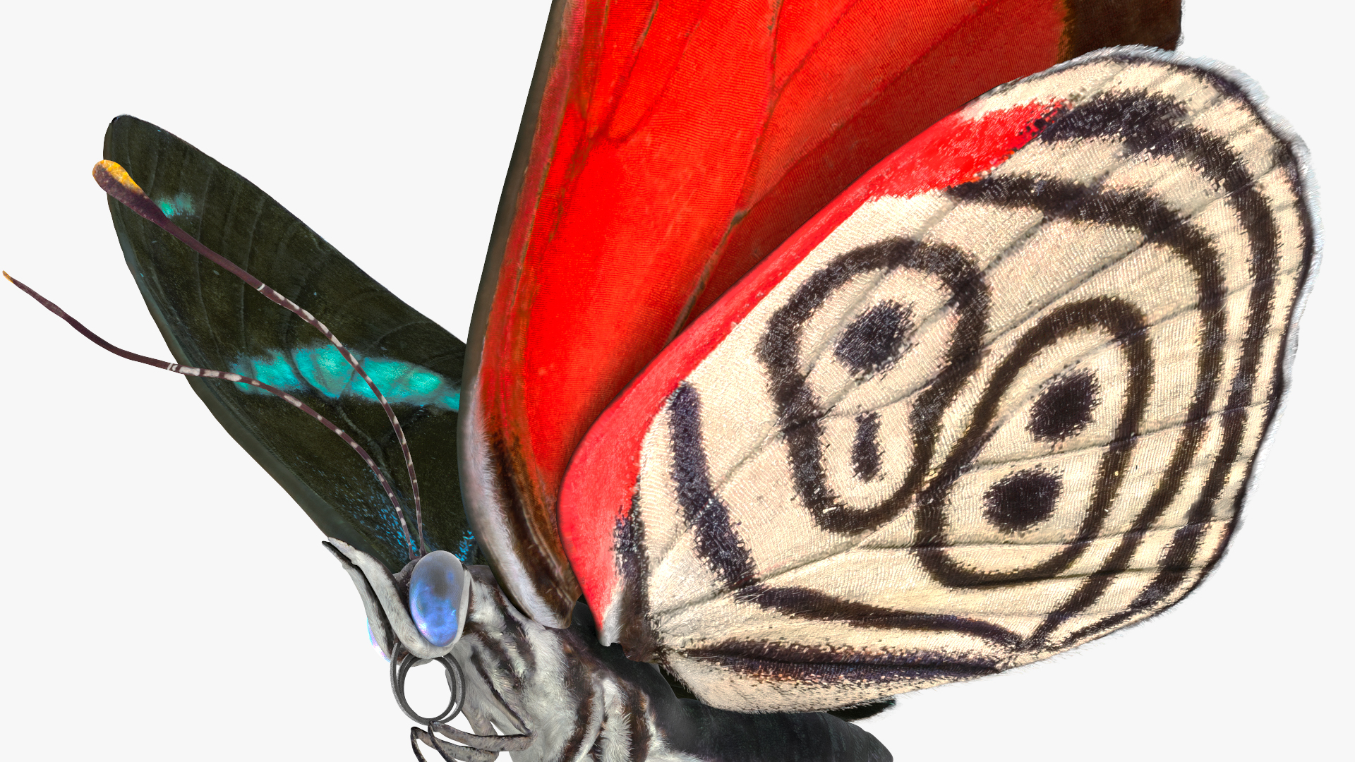 3D model Animated Diaethria Clymena Flight Rigged