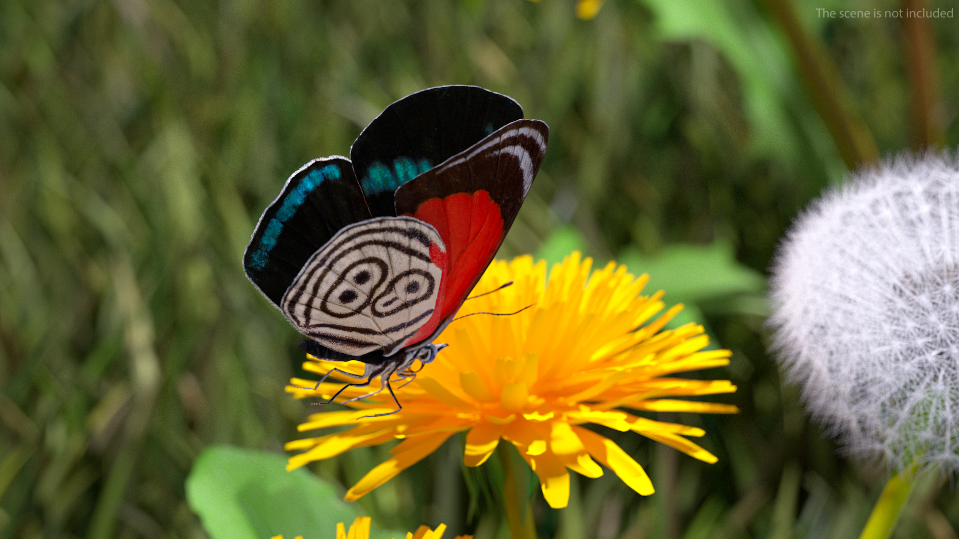 3D model Animated Diaethria Clymena Flight Rigged