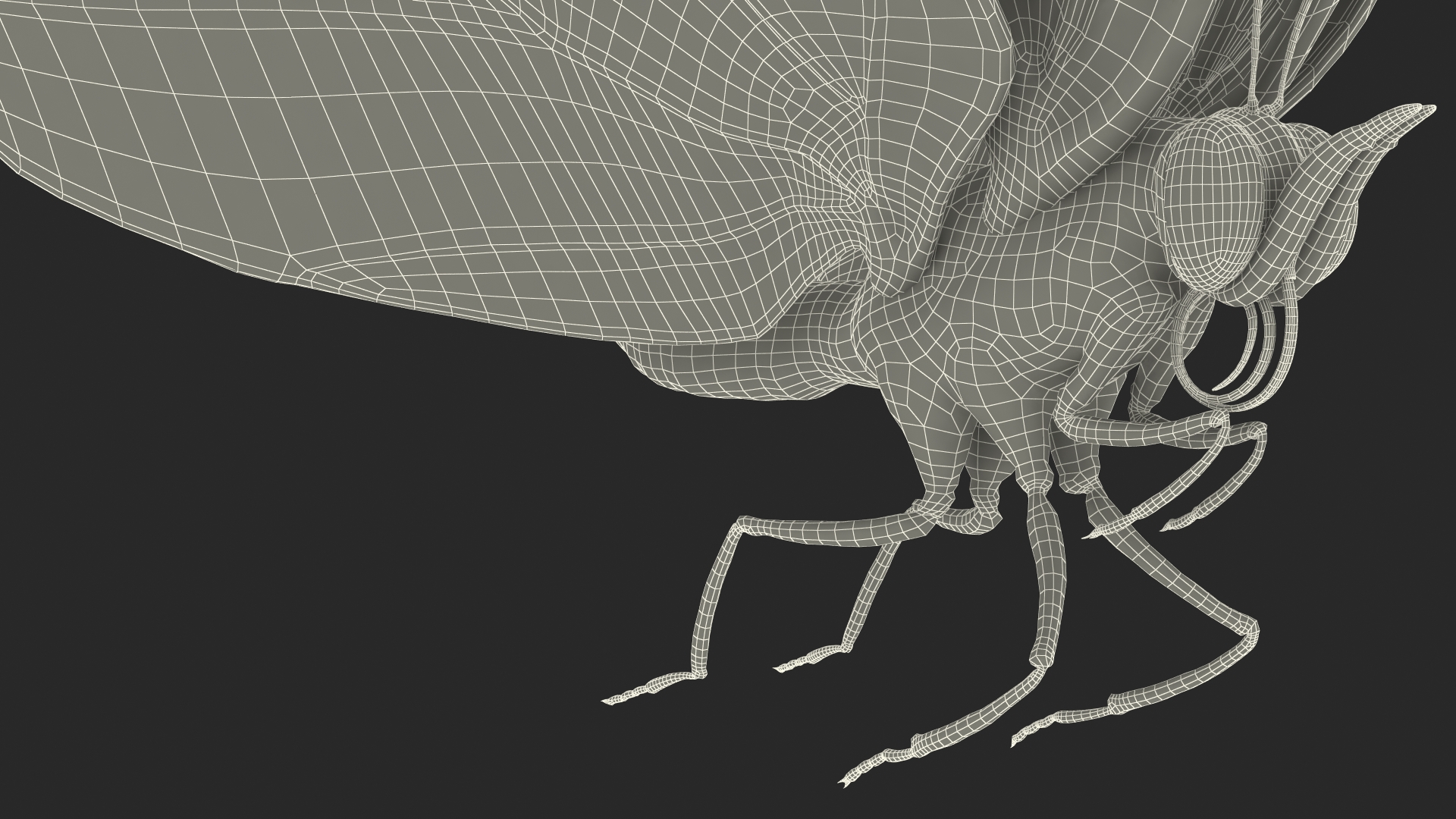 3D model Animated Diaethria Clymena Flight Rigged