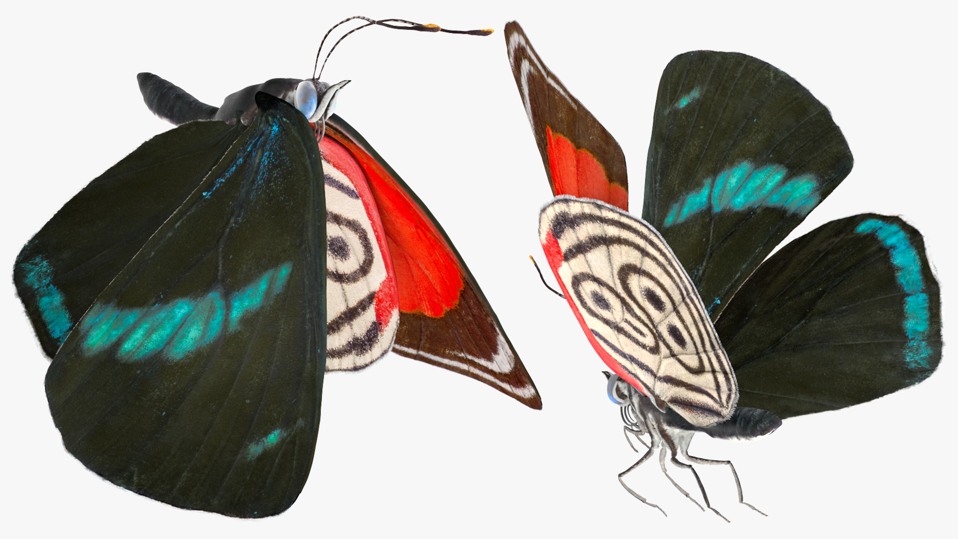 3D model Animated Diaethria Clymena Flight Rigged