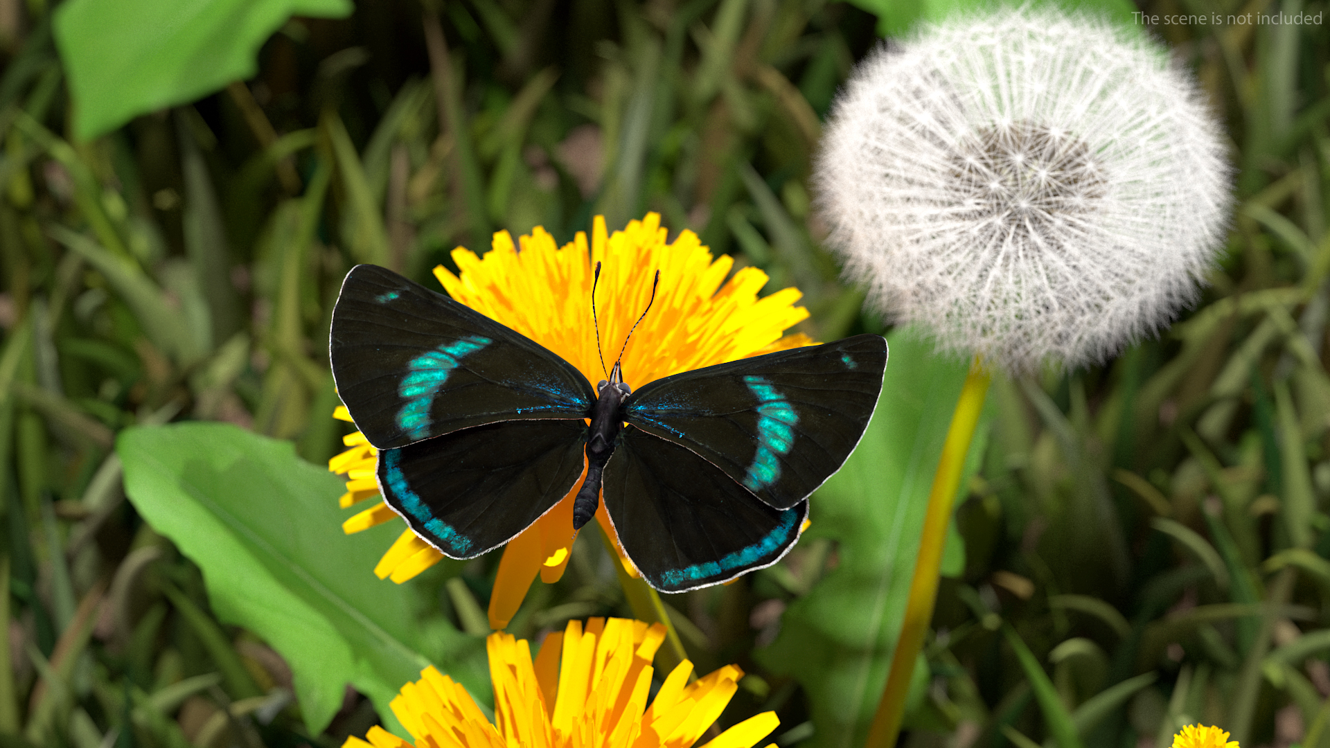 3D model Animated Diaethria Clymena Flight Rigged