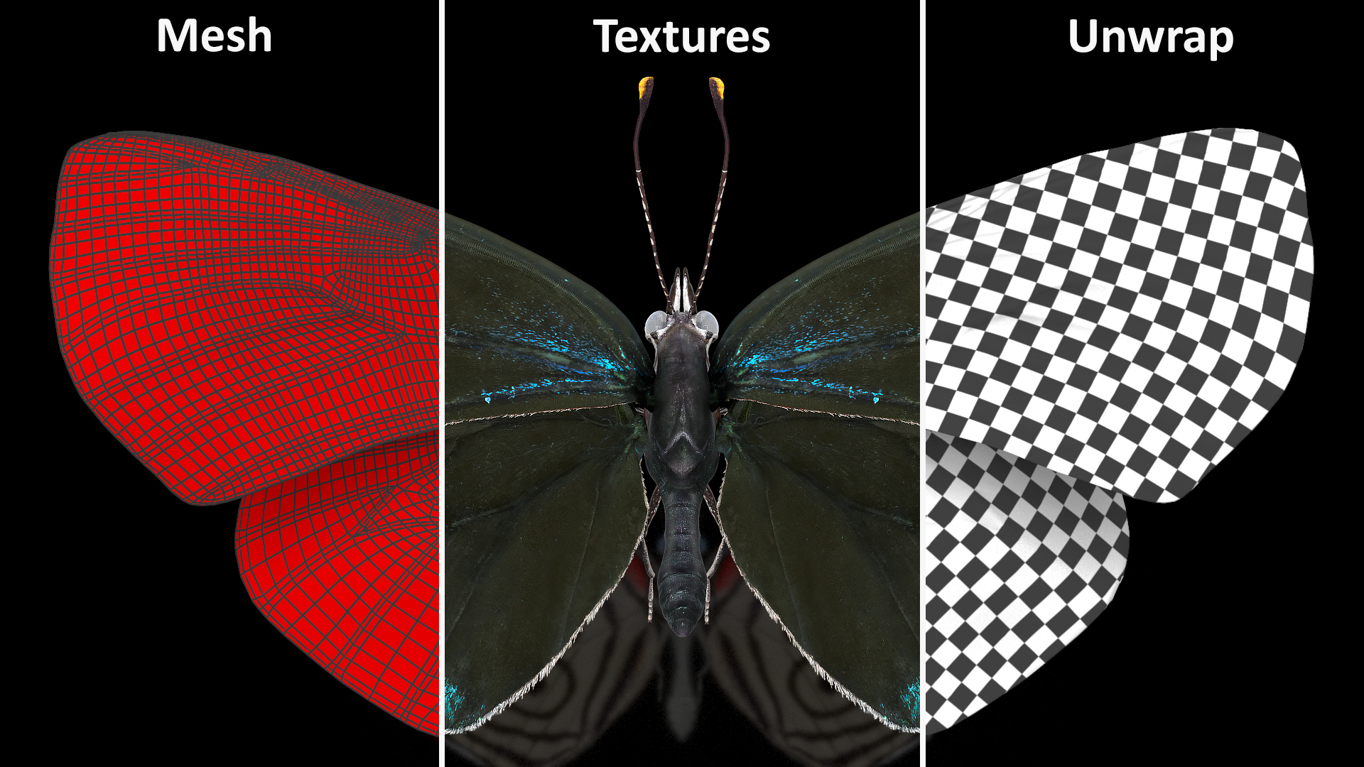 3D model Animated Diaethria Clymena Flight Rigged