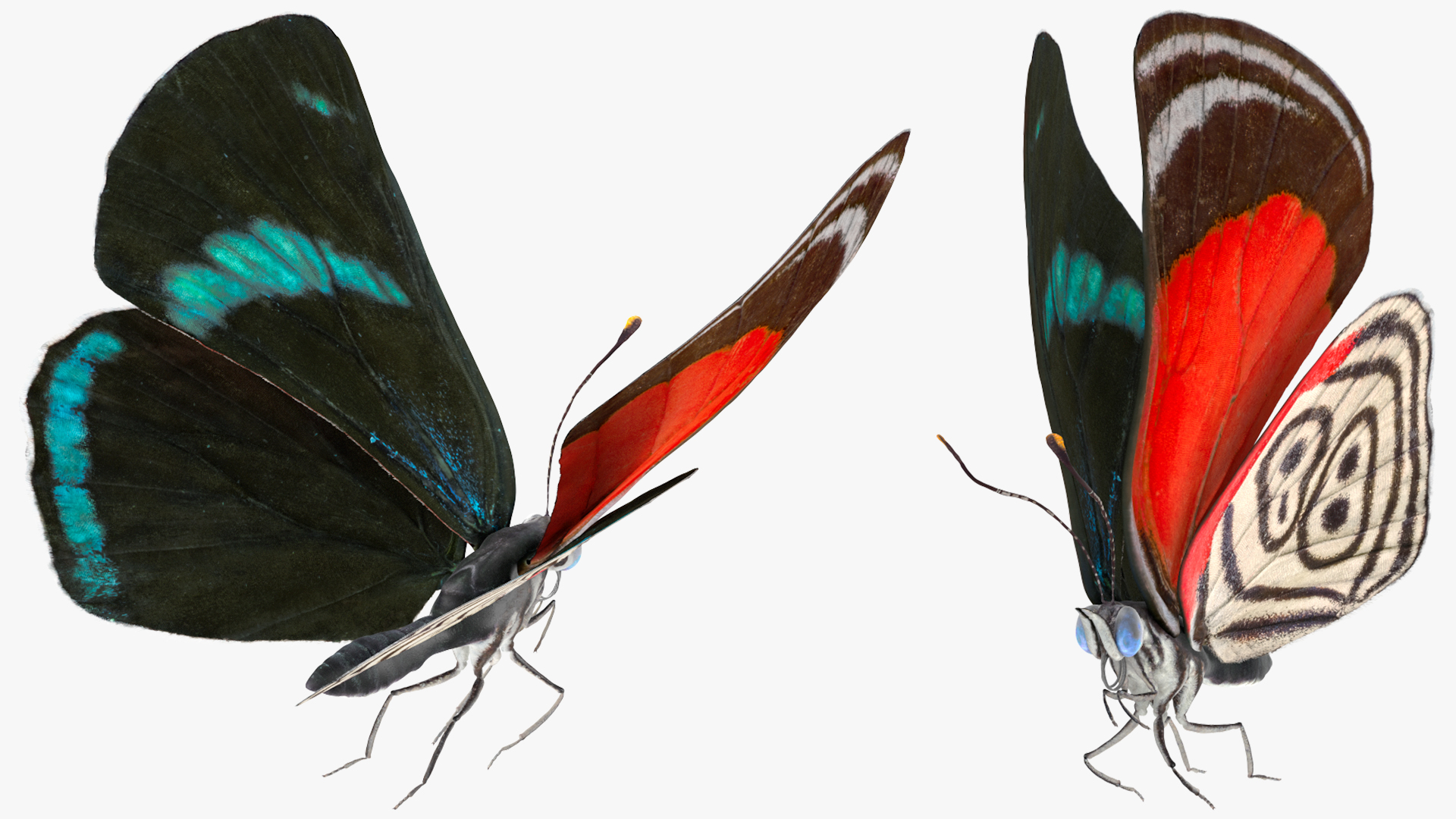 3D model Animated Diaethria Clymena Flight Rigged