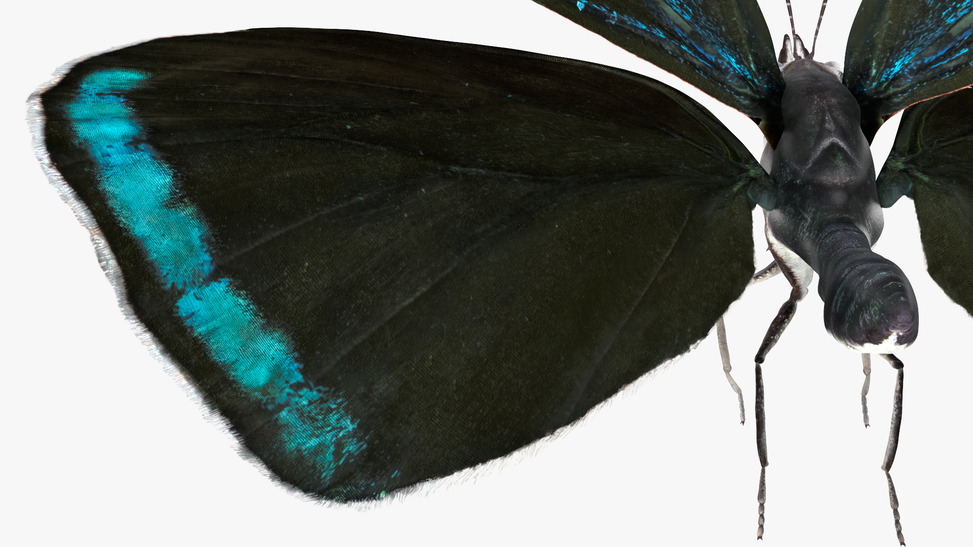 3D model Animated Diaethria Clymena Flight Rigged