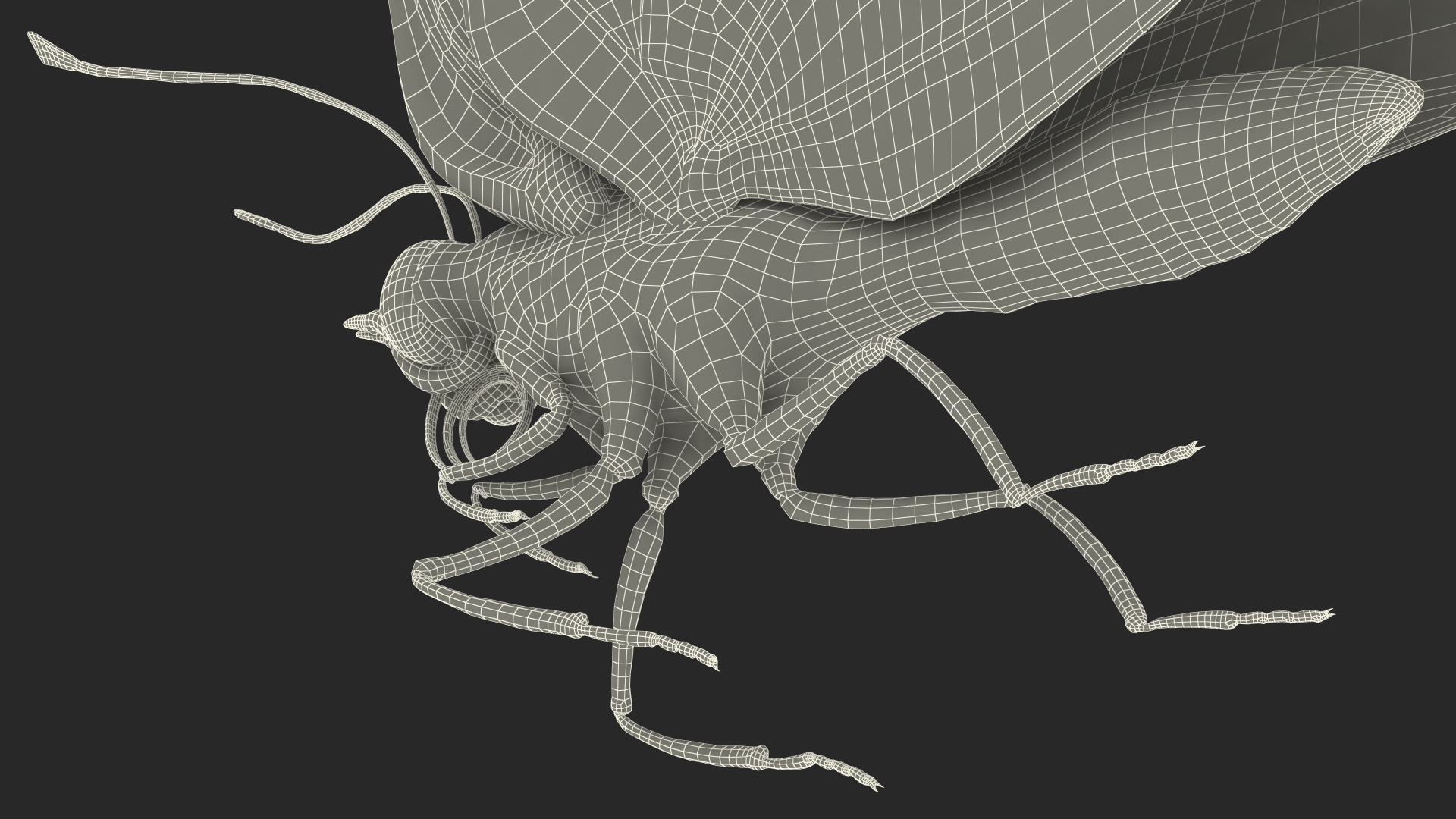 3D model Animated Diaethria Clymena Flight Rigged