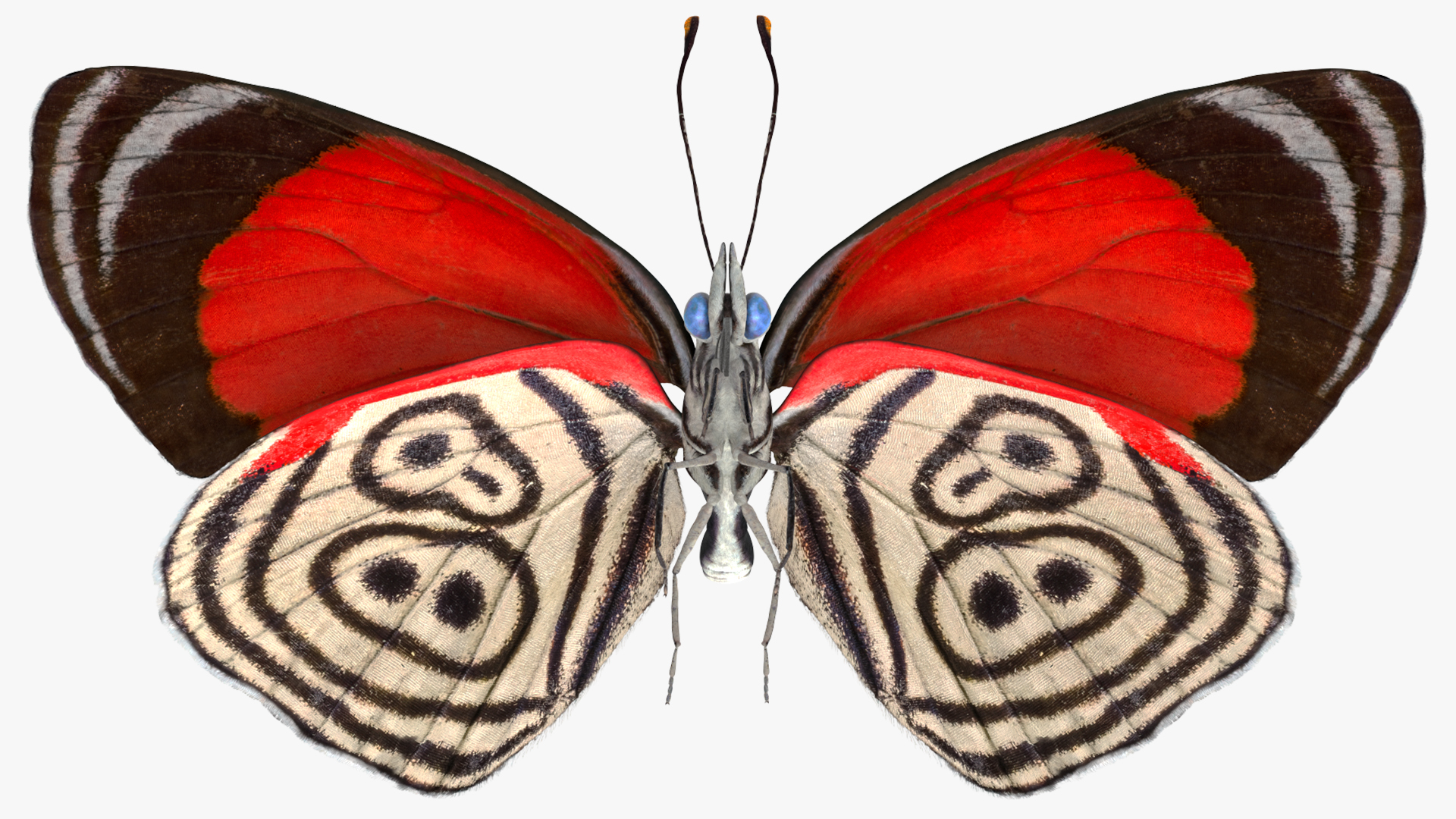 3D model Animated Diaethria Clymena Flight Rigged