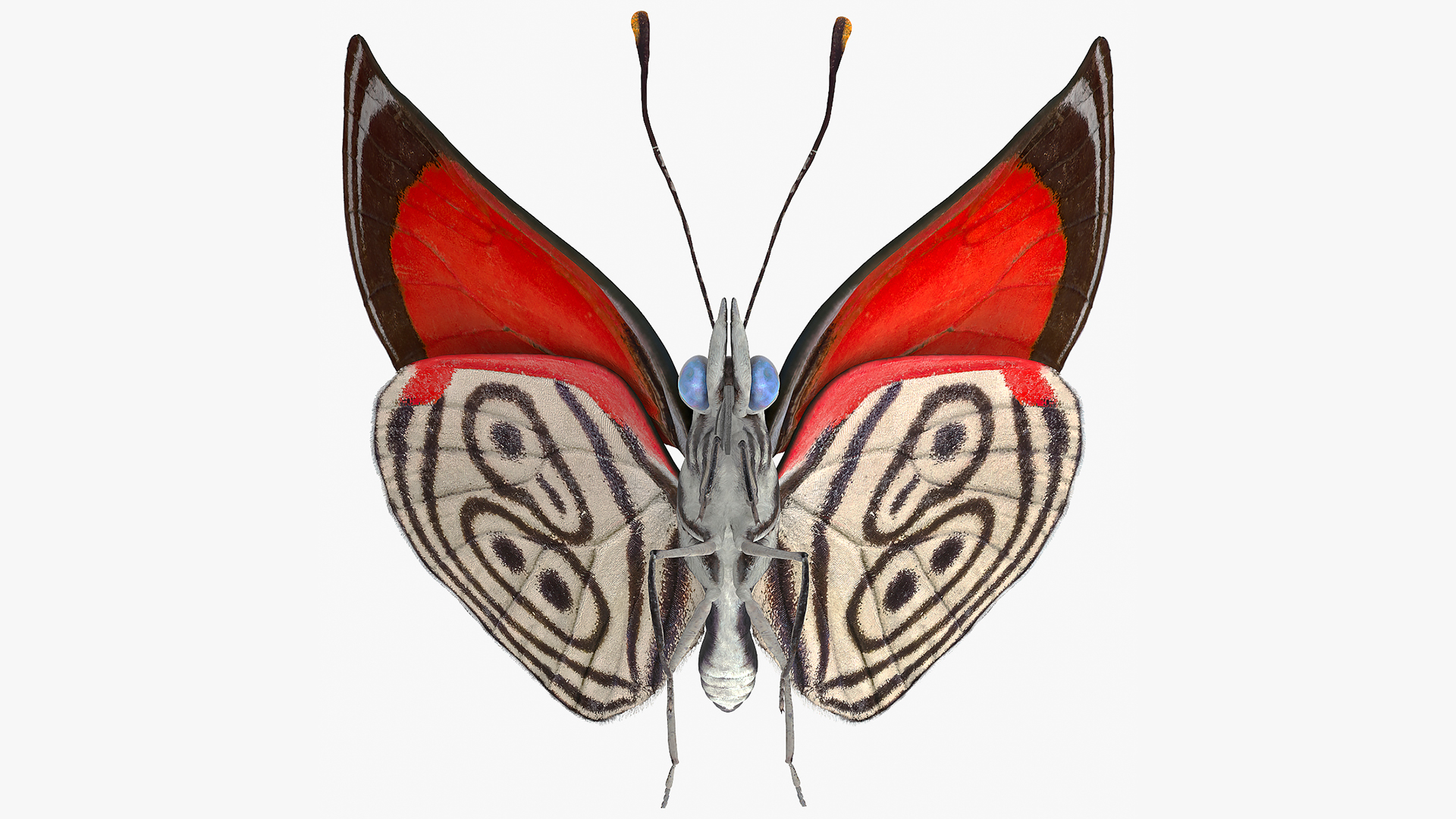 3D model Animated Diaethria Clymena Flight Rigged