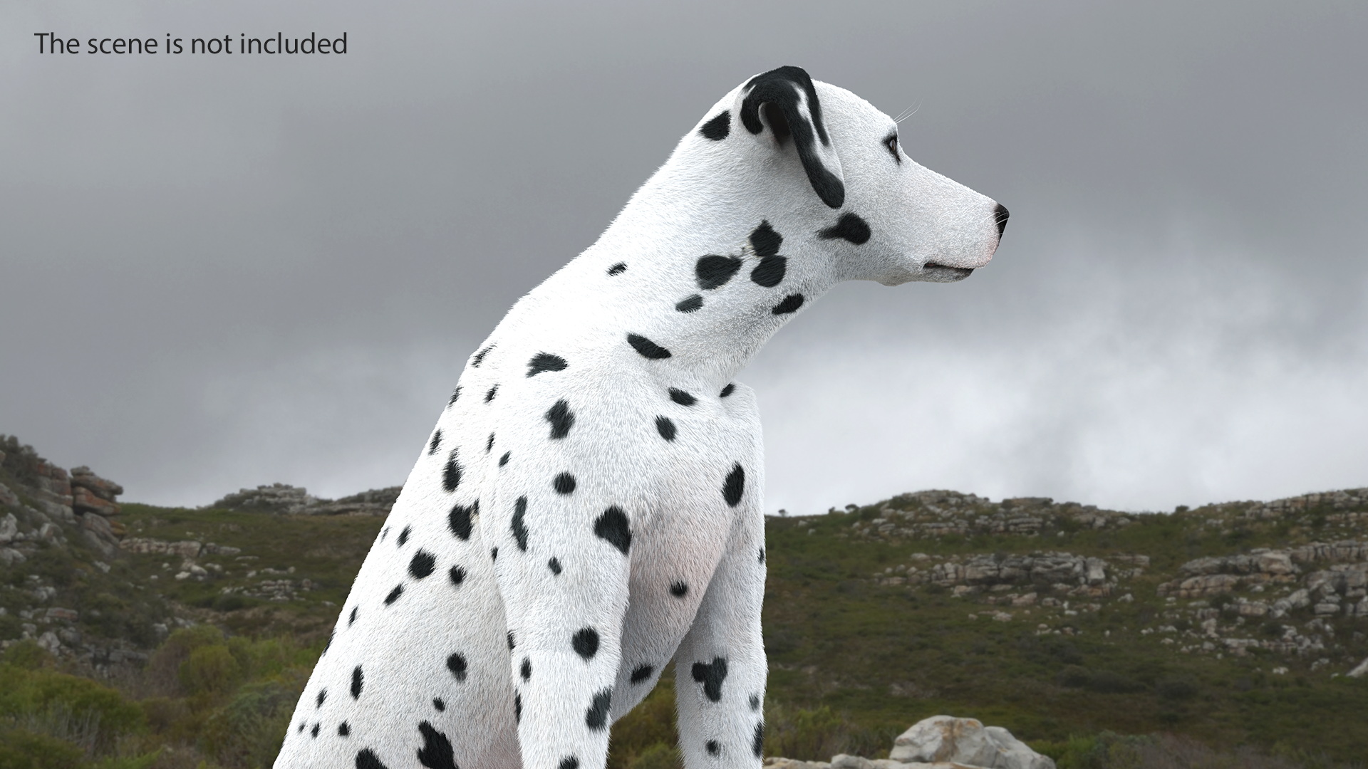 3D model Dalmatian Dog Sitting Pose Fur