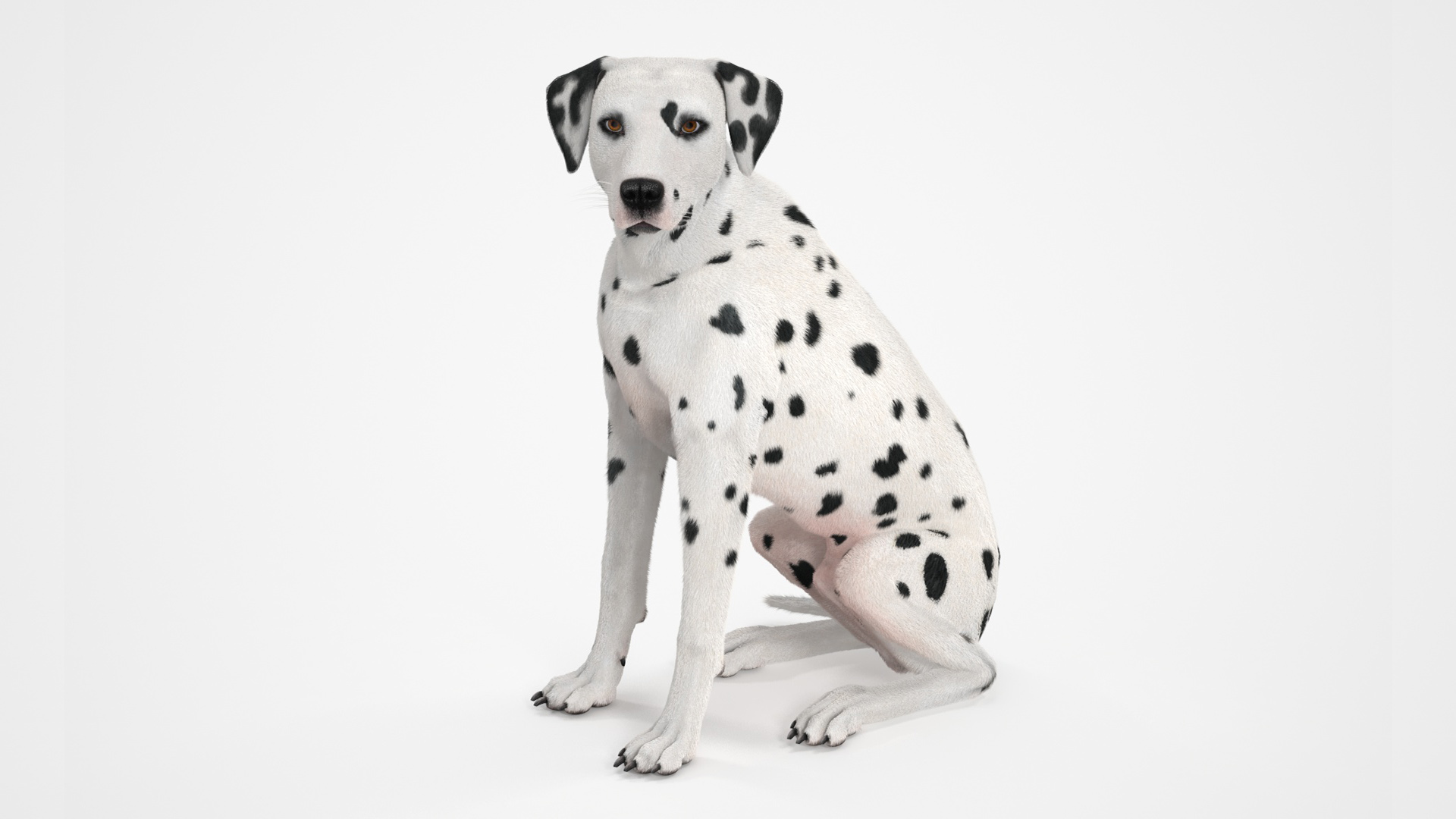 3D model Dalmatian Dog Sitting Pose Fur