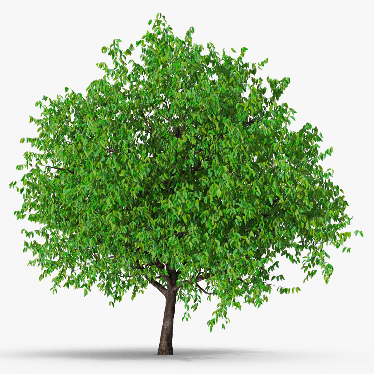 Cherry Blossom Tree 3D model preview