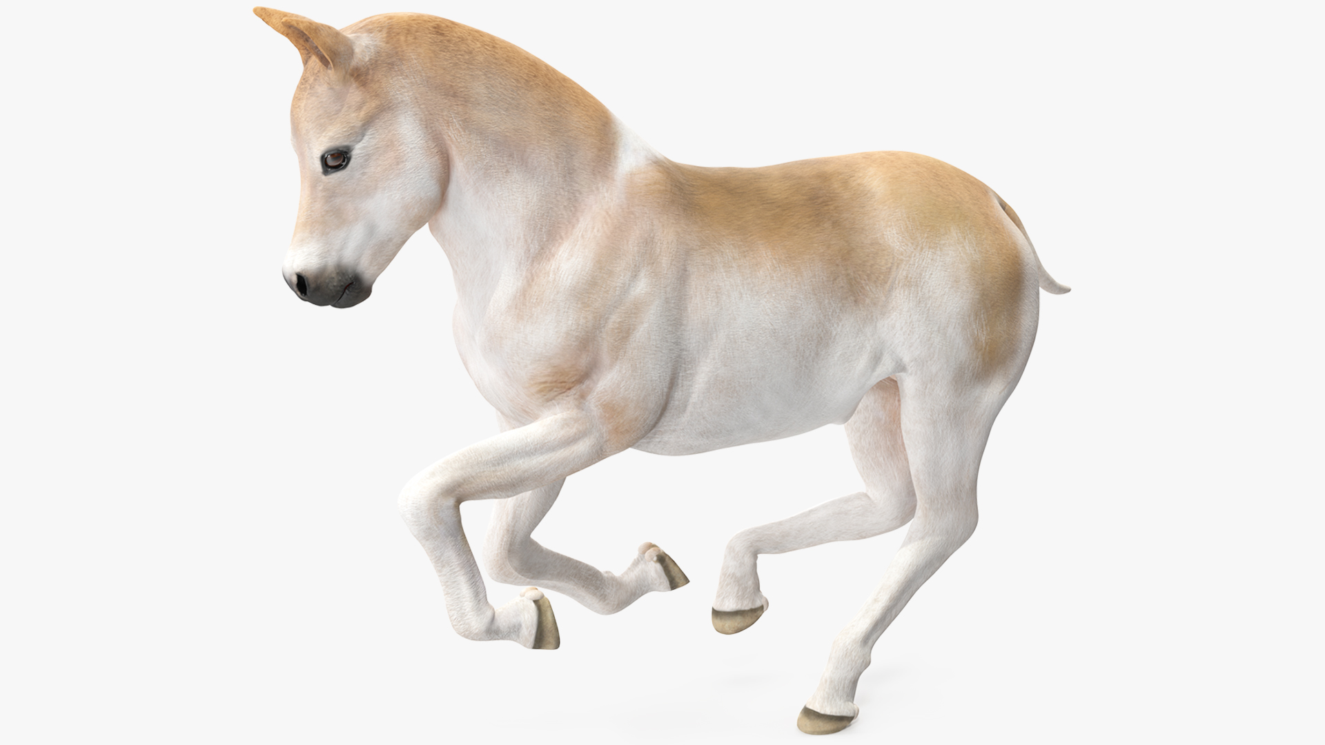 3D Galloping Shetland Pony model